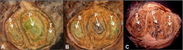 Three frames in this photo of a grapevine that details cold damage to the primary, secondary and tertiary buds shown in disected view.