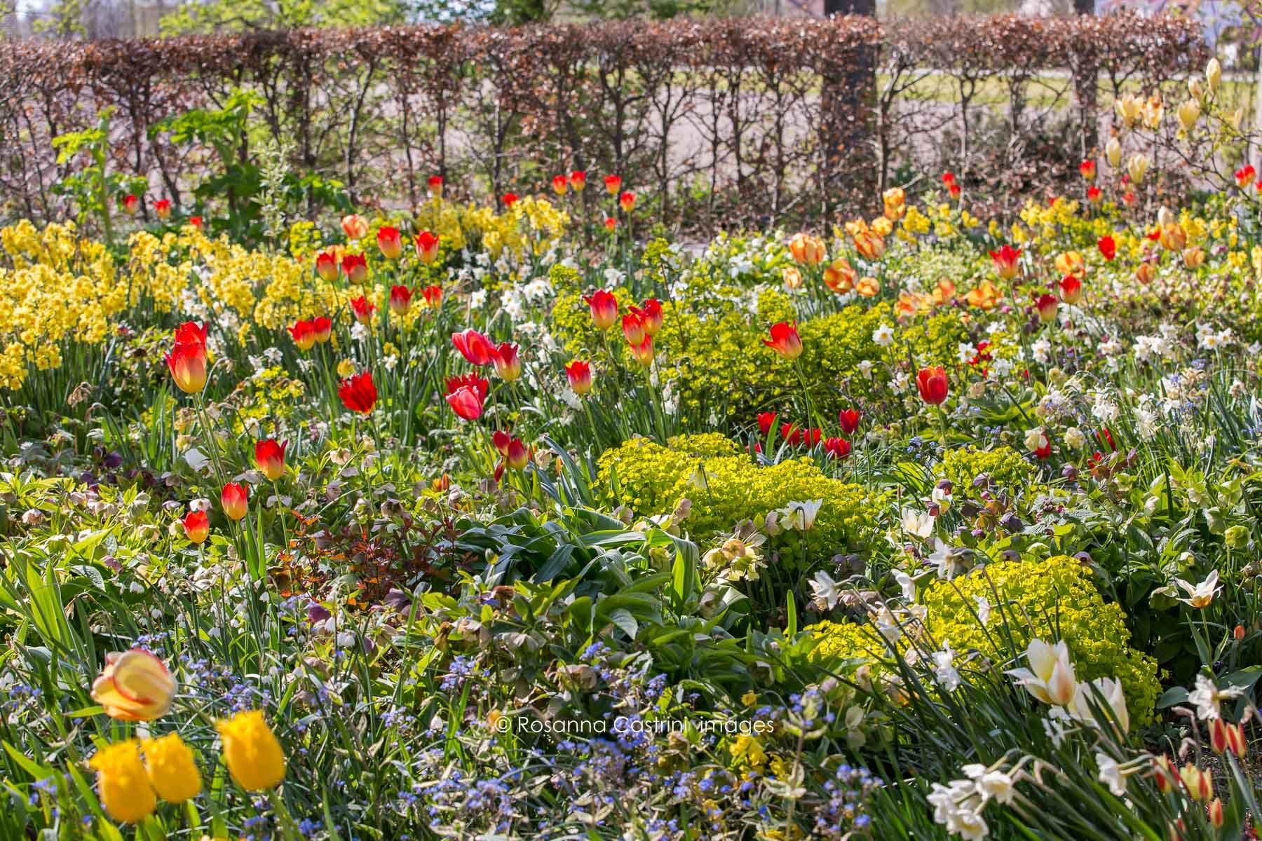 Tulipani rossi e gialli in un mare di narcisi ed euphorbie