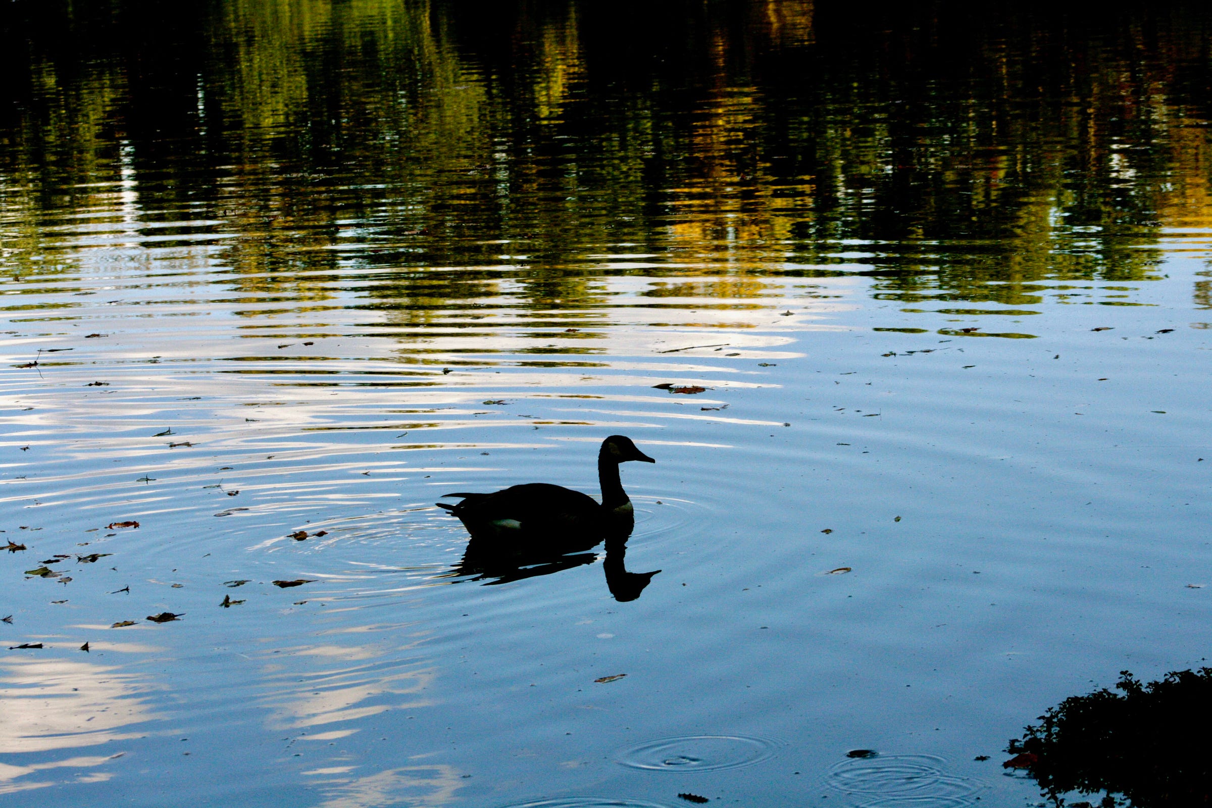 Silhouette of duck on pond with ripples