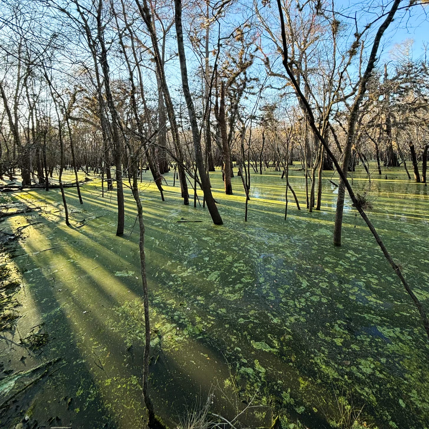 a landscape with bare trees growing out of bright green swampy water with afternoon sun casting long shadows from the trees on water
