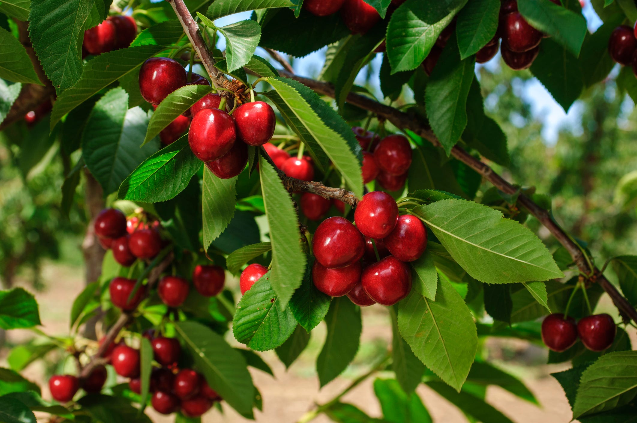 Coffee plant loaded with coffee cherries