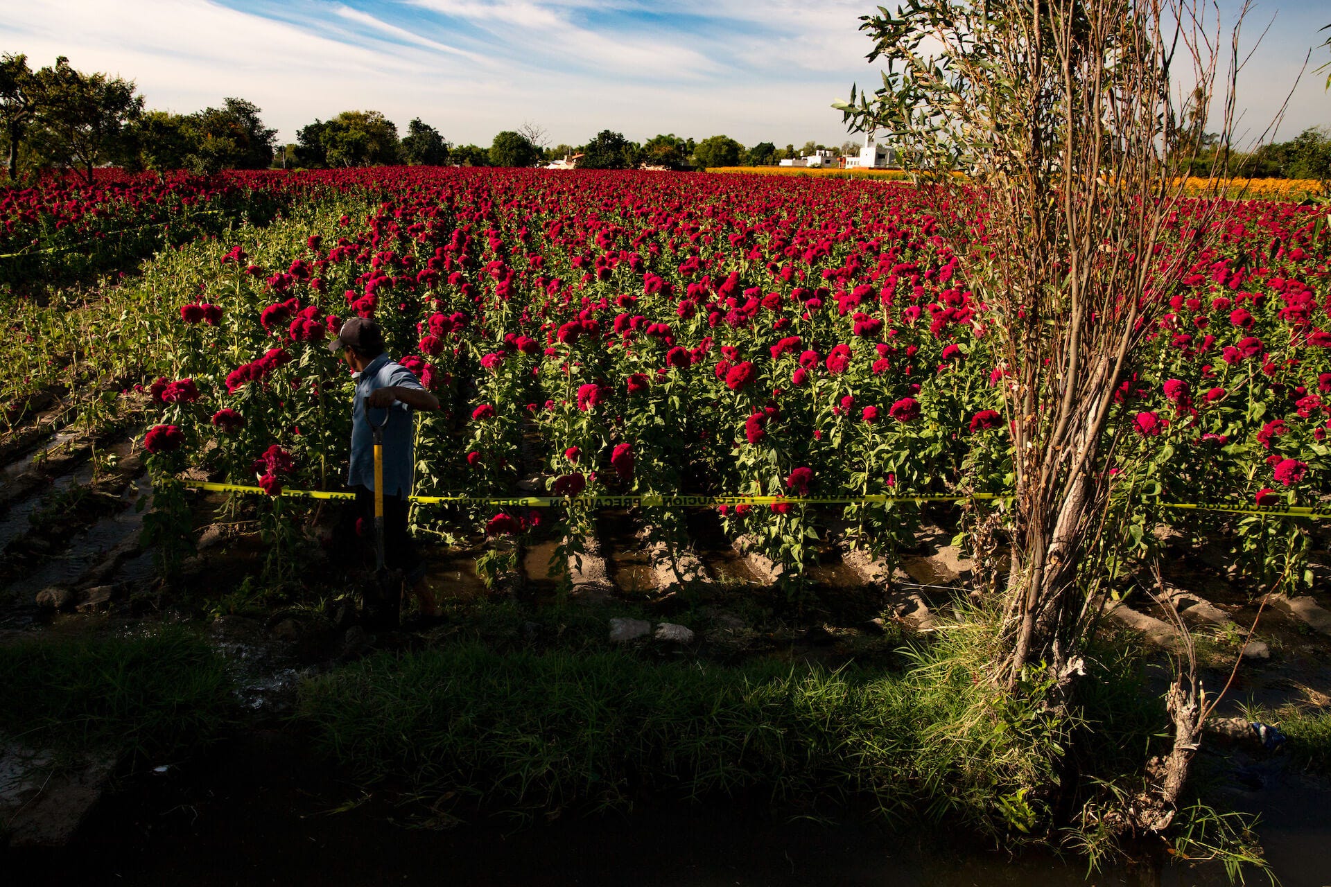 A sophisticated watering system distributes water into the flower rows.