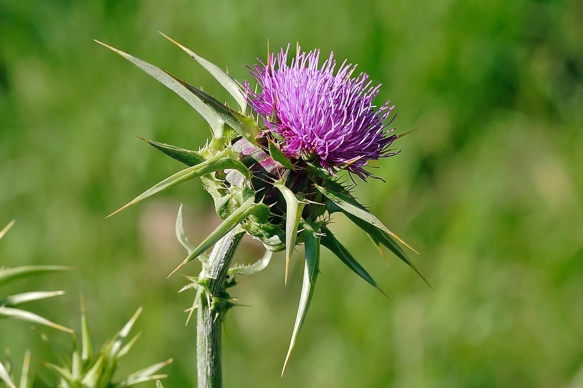 Silybum marianum - Wikipedia