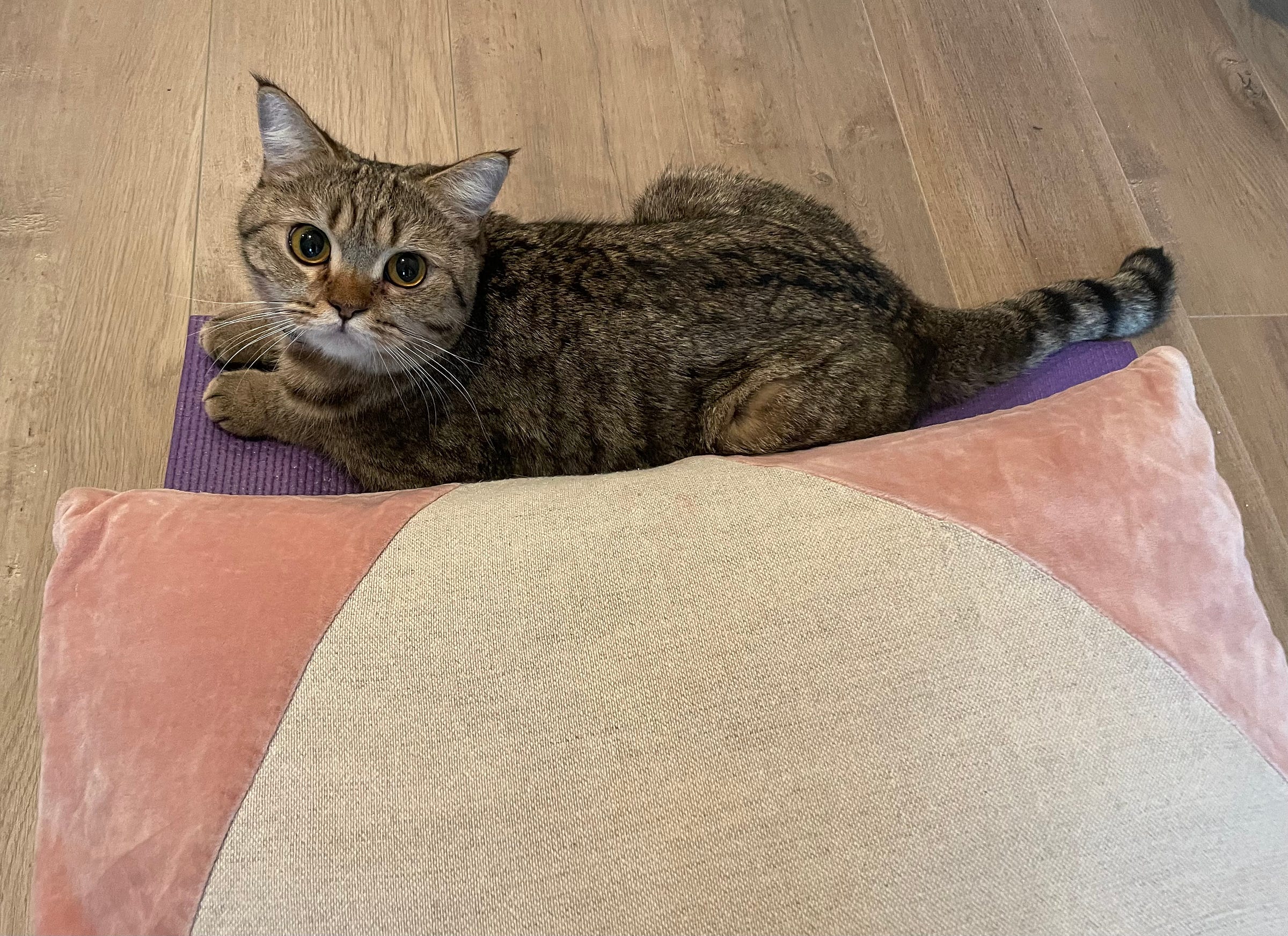 Picture of a very cute tabby cat on a yoga mat