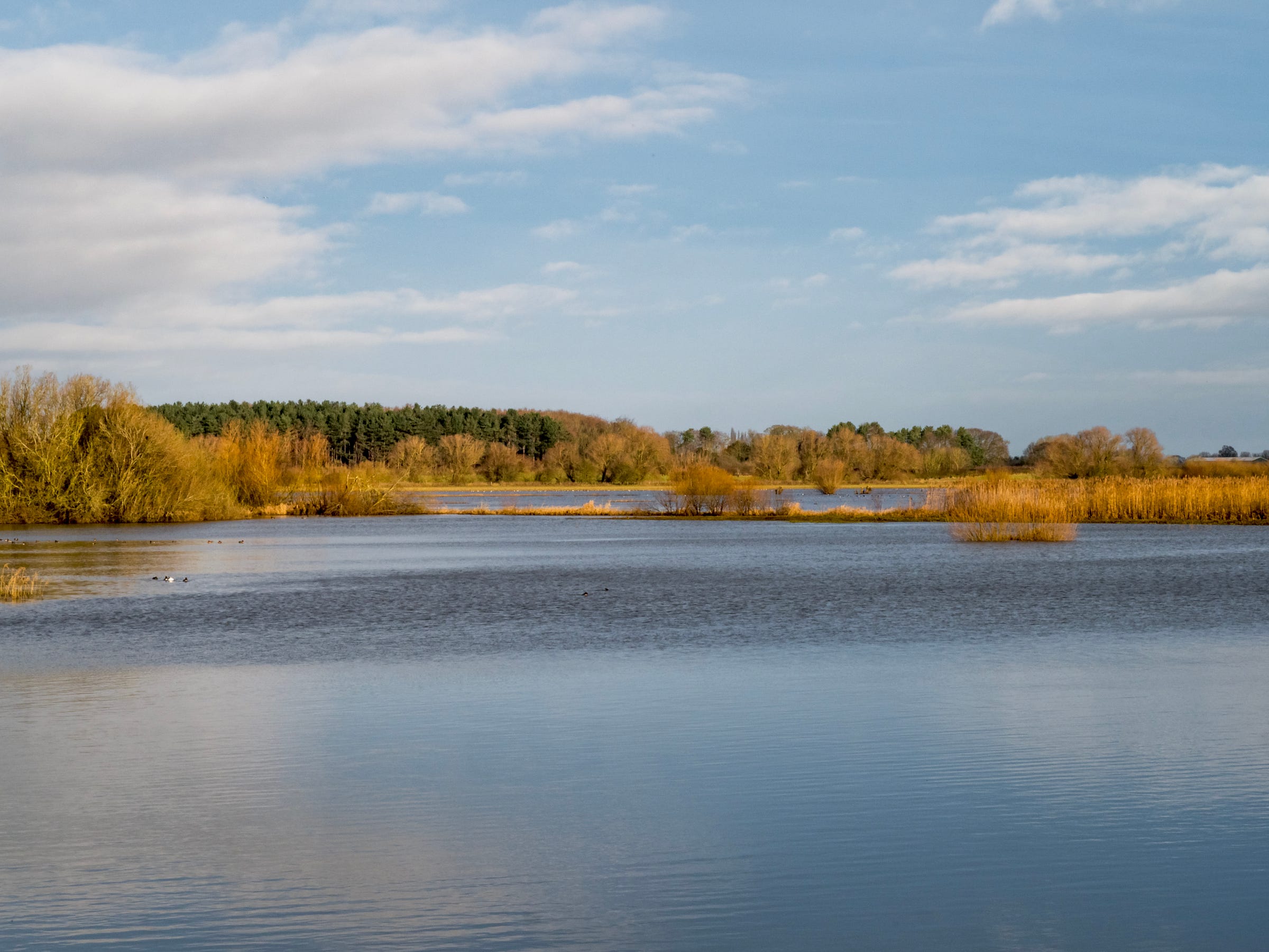 View over flooded meadows with winter vegetation and background trees.  There is a blue sky with white clouds above.