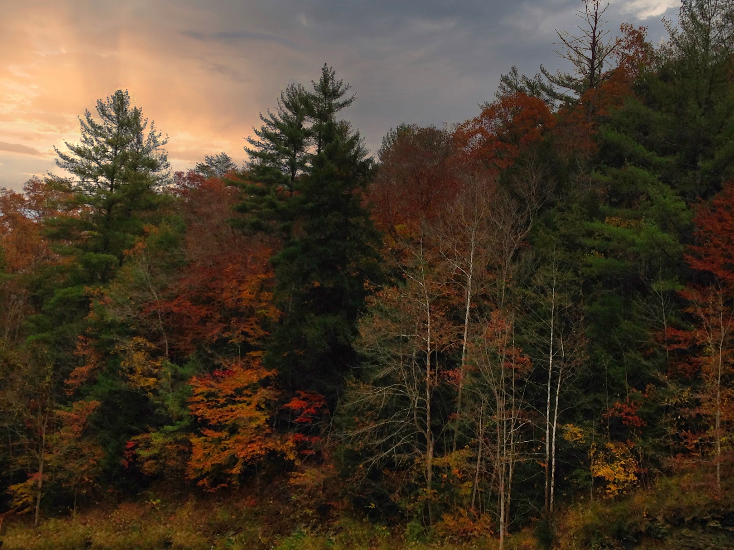 tall trees changing colors  in oranges, browns, and greens against a cloudy sunset sky with the sun shining through the clouds on the left