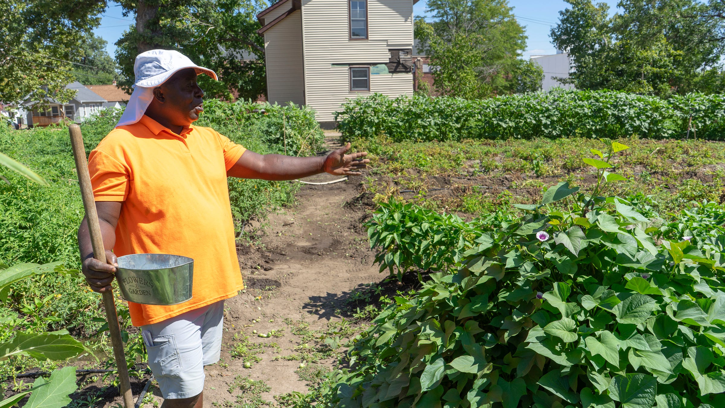  A man in an orange shirt and white hat holding a metal bucket pointing at a row of sweet potatoes. 