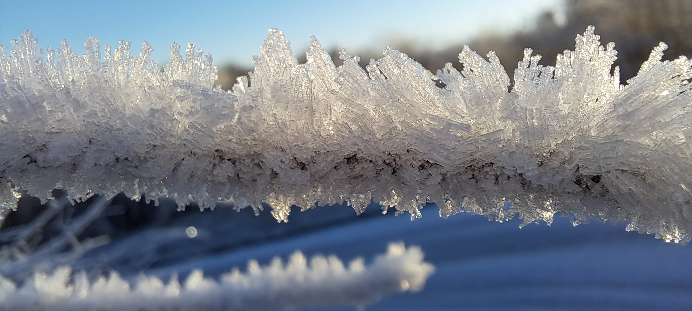 Very close-up image of ice crystals that have formed on a willow branch.
