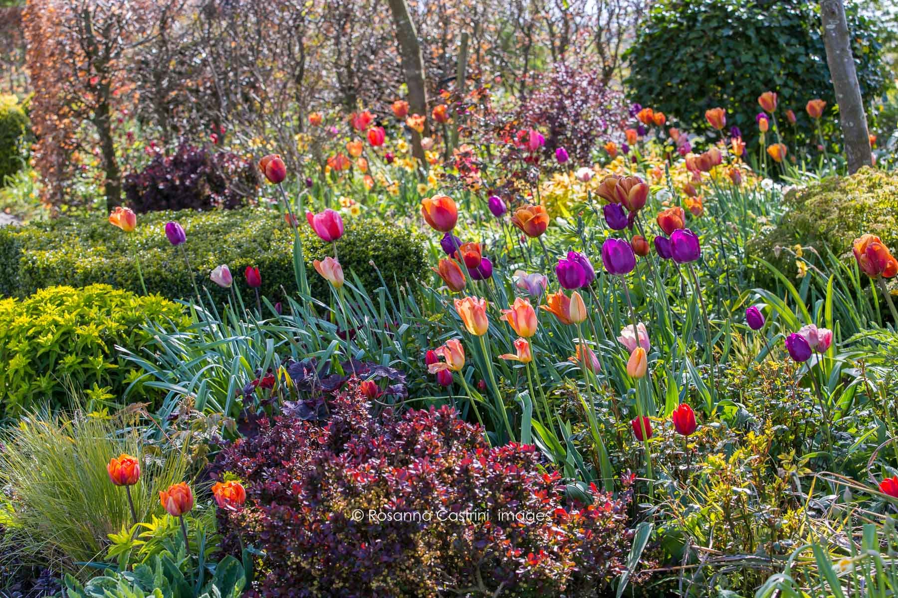 Tulipani, Berberis nani ed euphorbie nel giardino di Lipkje Schat