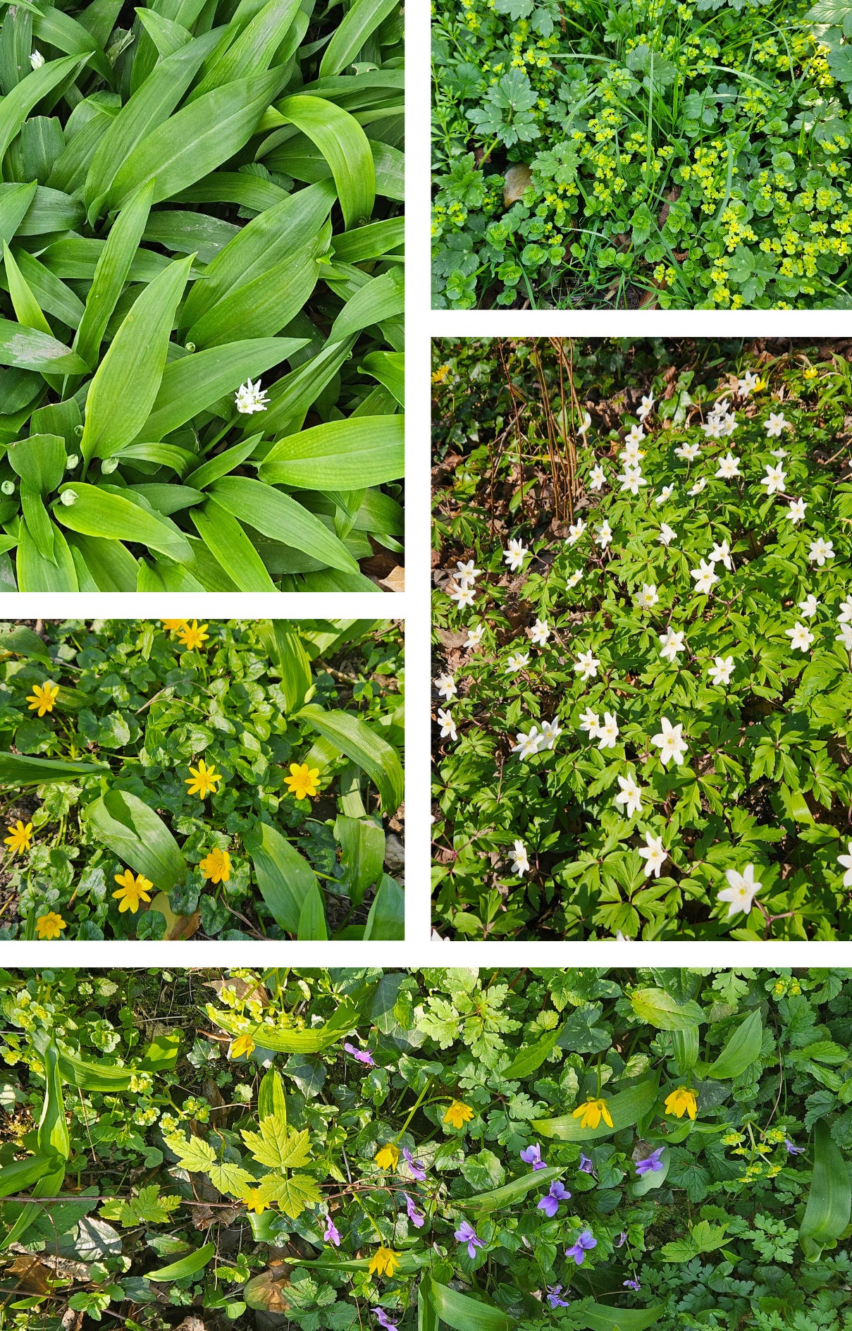 Wildflowers are just appearing in Ballyseedy Woods at the beginning of April.