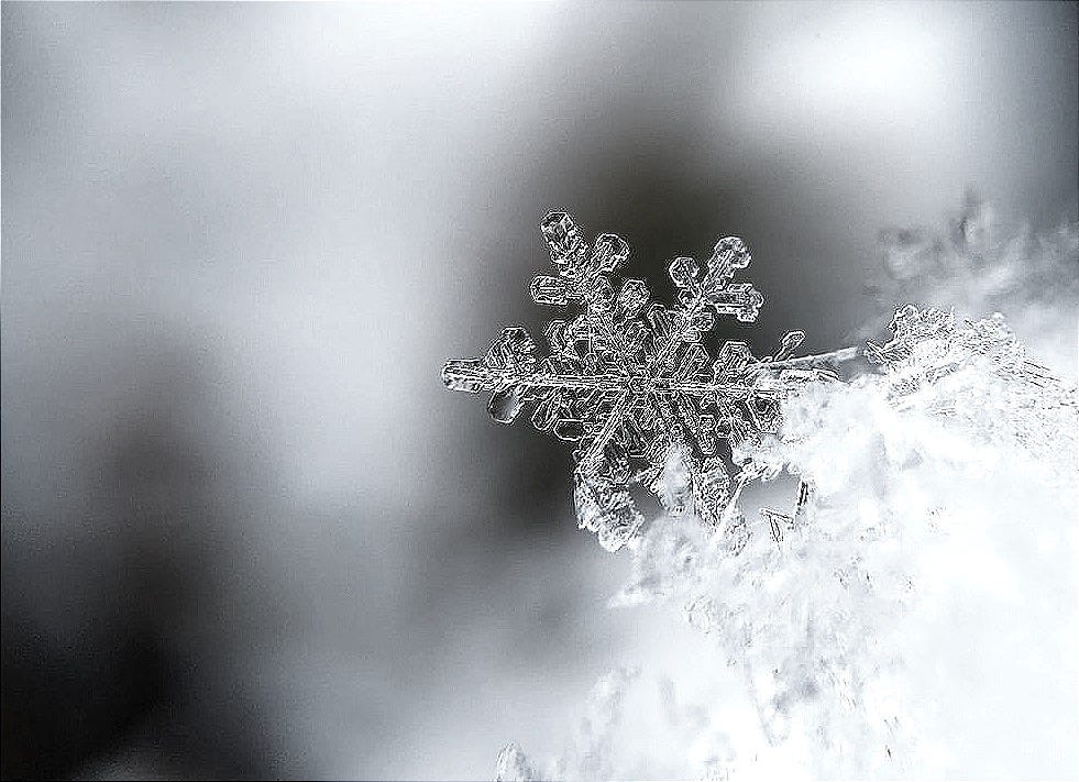 focused photo of a snow flake