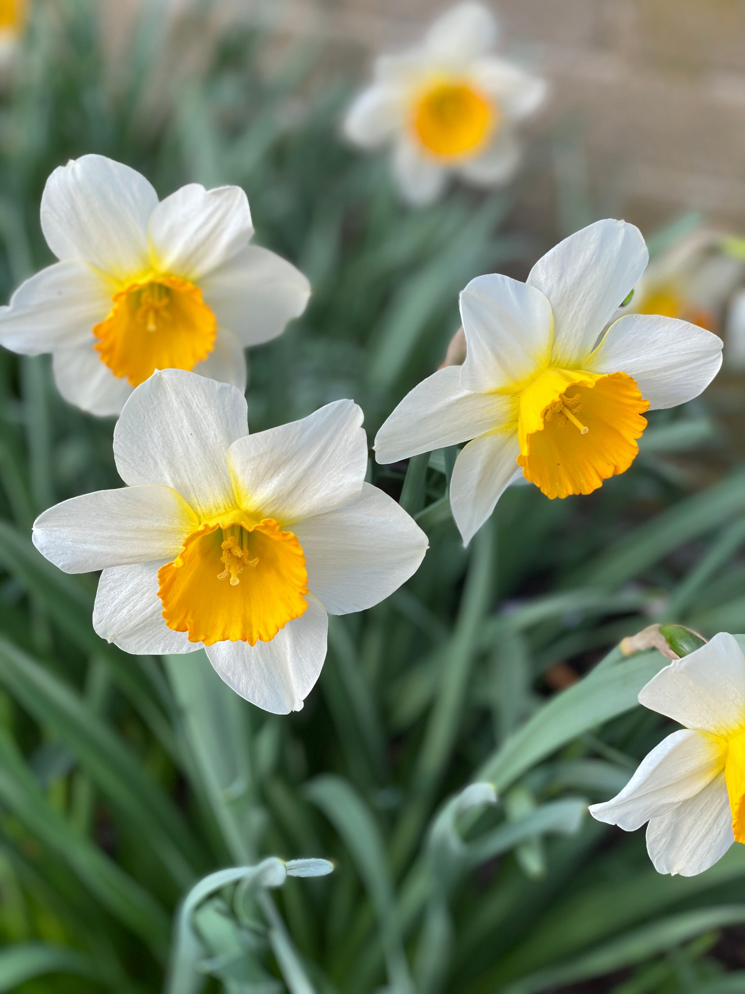 White Daffodils with Yellow Centers in Spring, My Forever Son, Find Hope After Suicide Loss