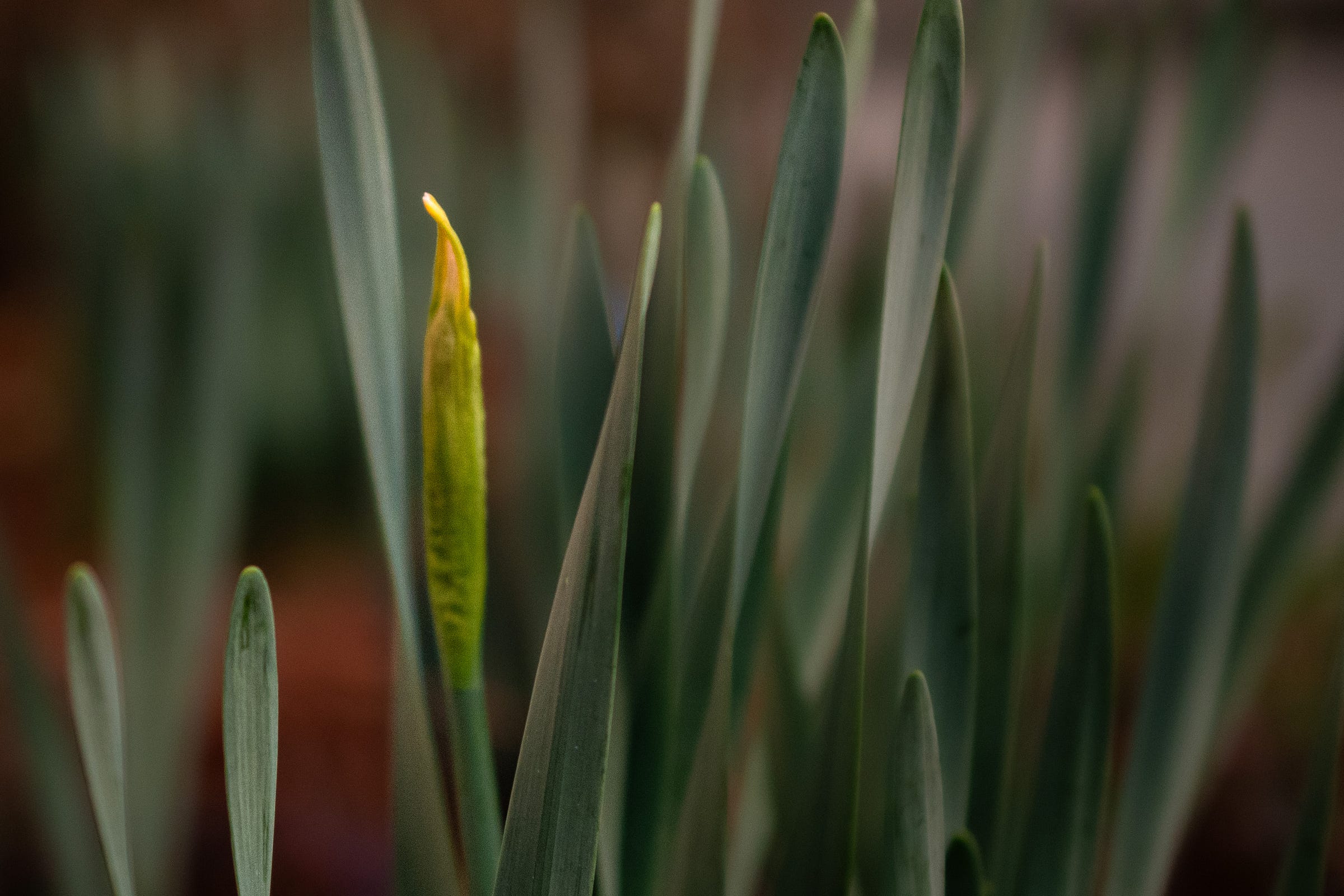 Daffodil leaves sprout from the ground with one bud with a tip of yellow.