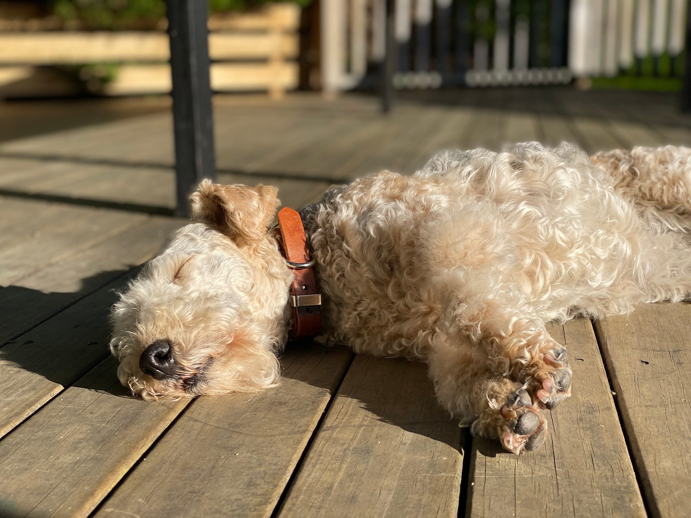 Nutmeg the lakeland terrier asleep on an outside deck, in the sun. She is stretching her paws out towards the camera, and her face is relaxed in sleep.