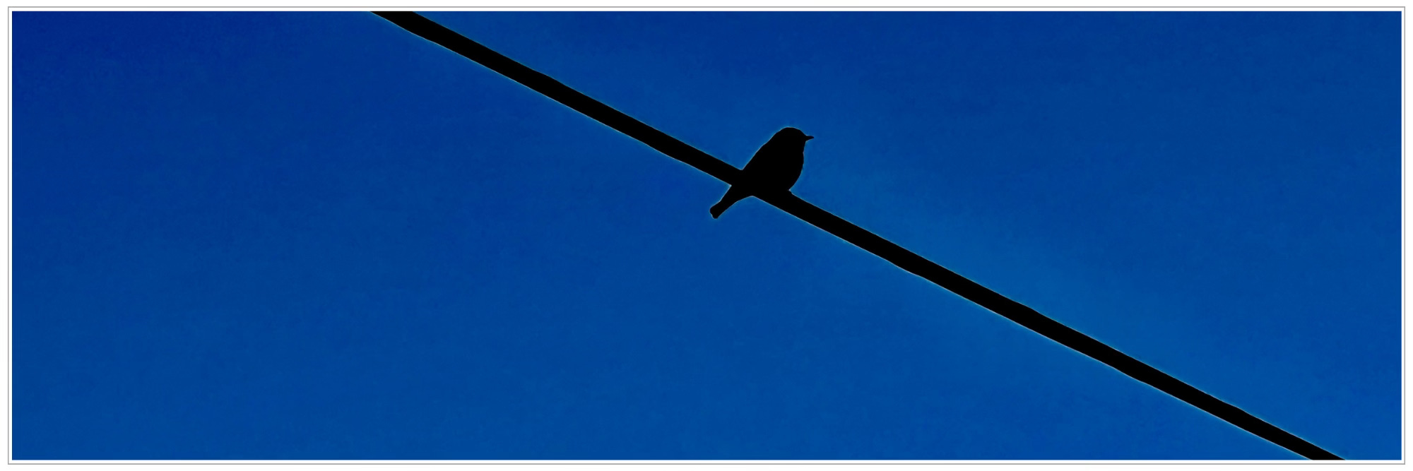 bird on wire, silhouette