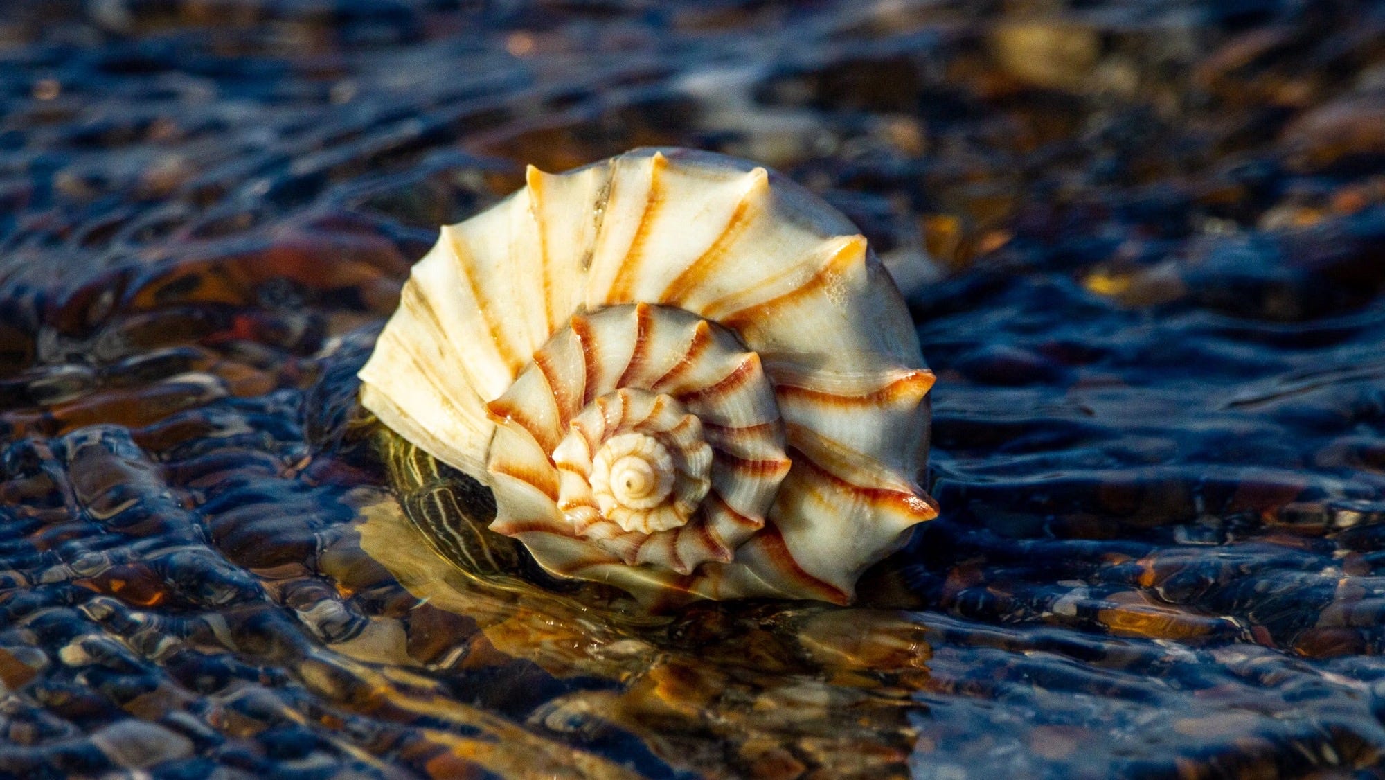 Spiral shell