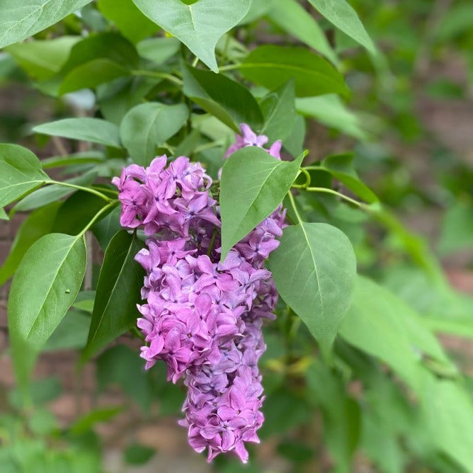 Purple Lilac Cluster in Bloom in Spring, photographed for My Forever Son: Chronicling Grief, Hope, and Healing After Losing My Son to Suicide, "Matins-Reflections on Hope After Loss" and "Loving Him Past His Pain"