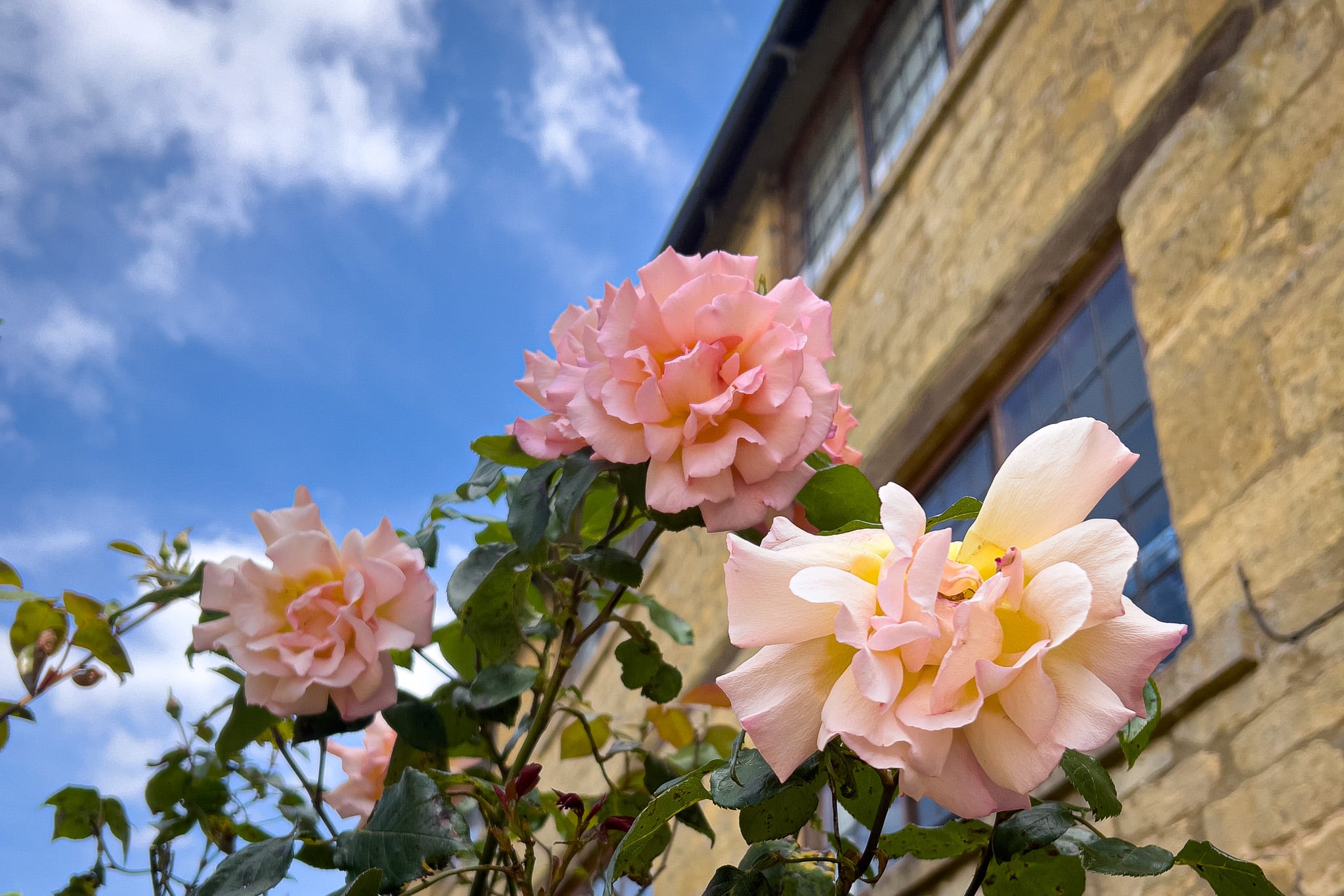 Pink roses against a yellow stone cottage in the Cotswolds, England with a blue sky and fluffy clouds in the background.