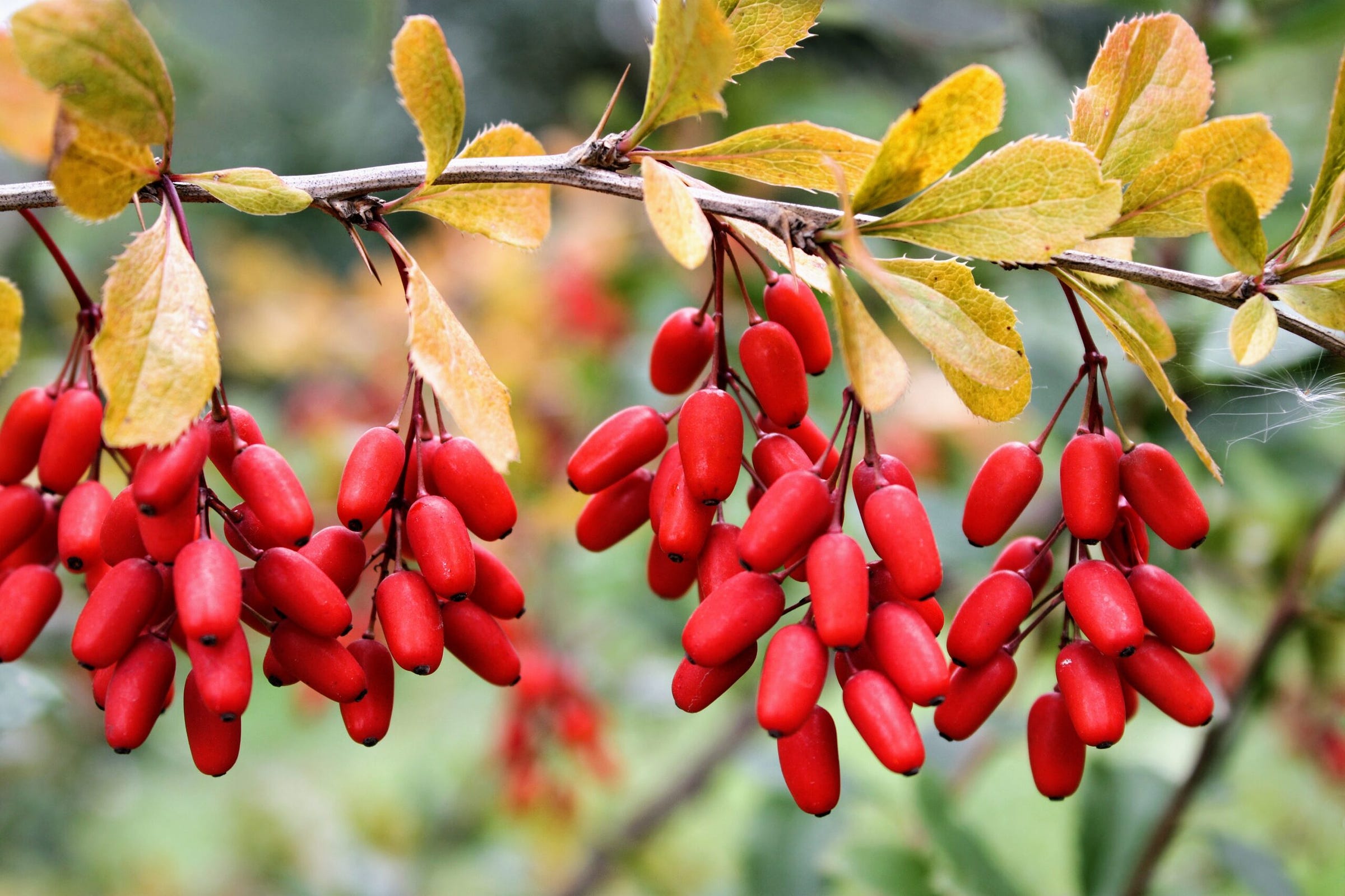 Berberine: Plant-derived supplement is the hot new weight loss trend •  Earth.com