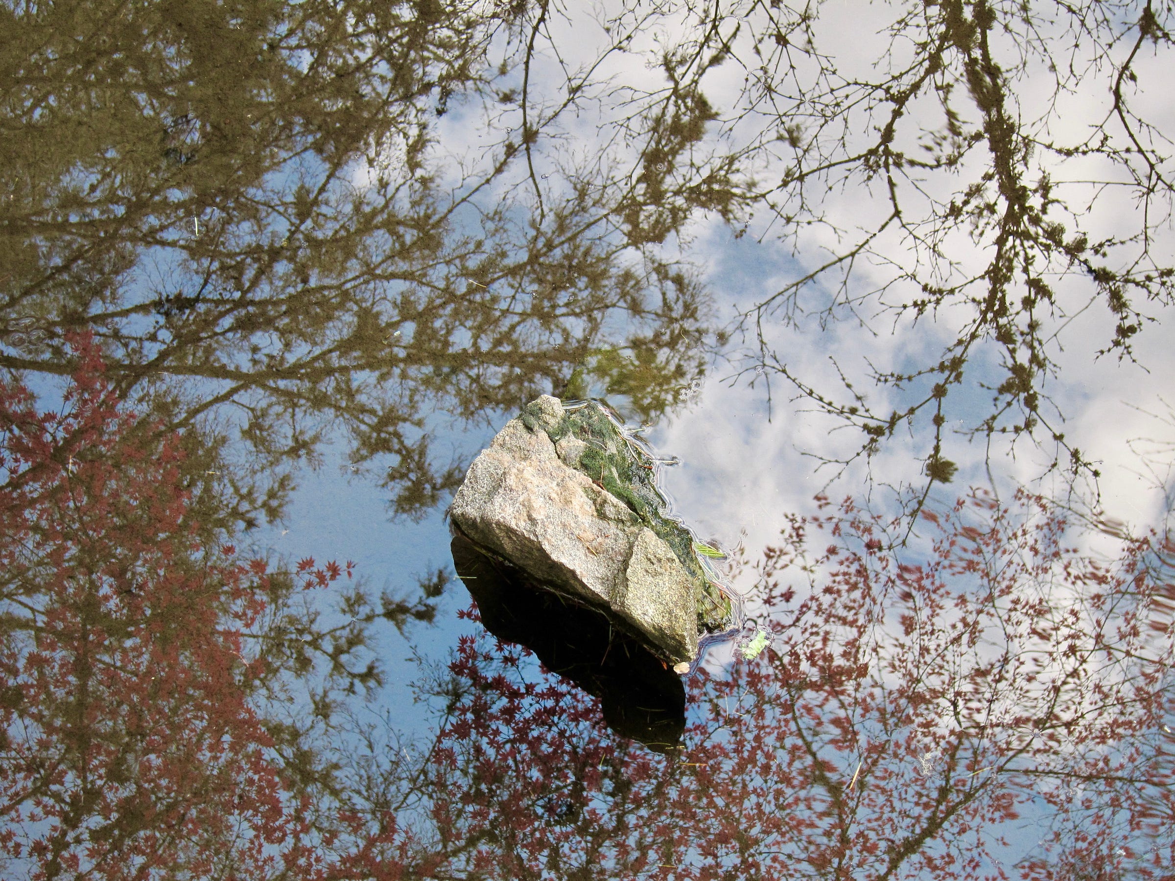 Looking down on the surface of the pond water, a mirror reflection of the cloudy blue sky with many tree branches covered in foliage and lichen, a rock in the very center sticks out above the water.