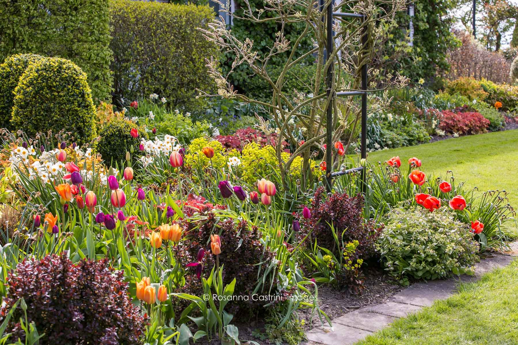 Scena primaverile in giardino con tulipani, piccoli arbusti porpora e sfere di bosso