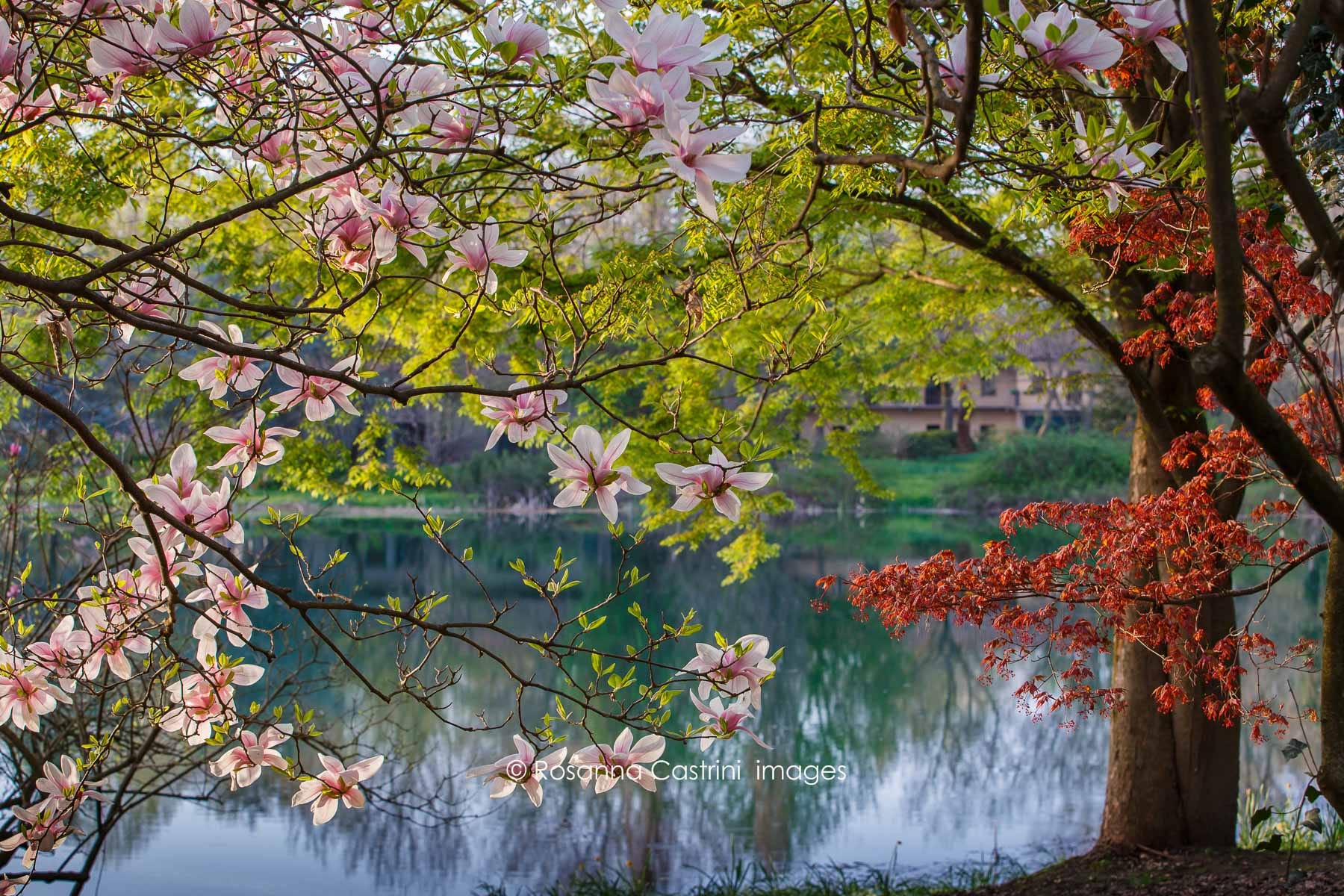 fiori di Magnolia x soulangeana e giovani fronde di acero con lago sullo sfondo