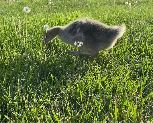 Gosling in grass