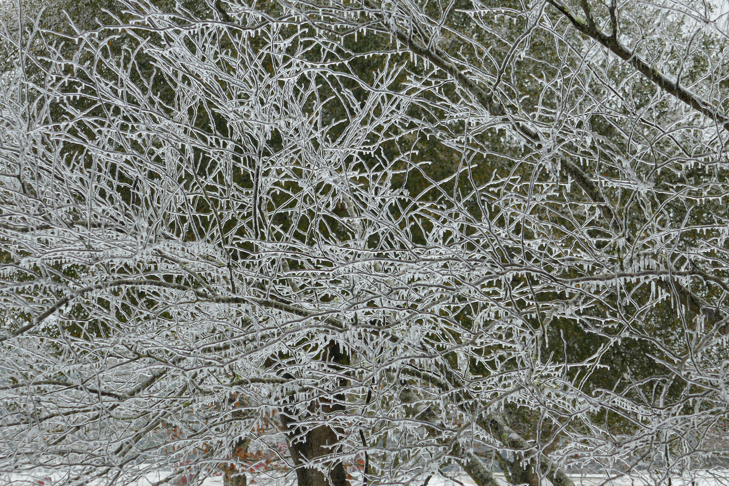 A close-up view of the branches of a tree covered in ice