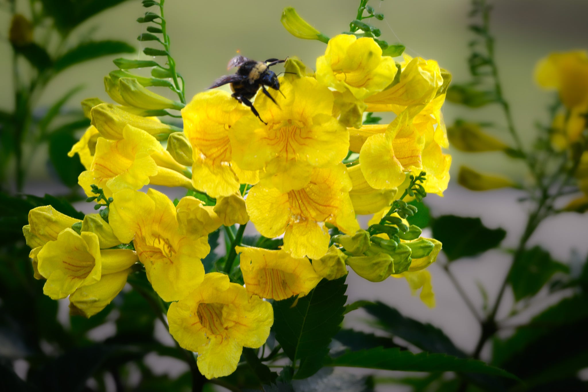 The yellow blooms of the Esperanza plant invite the black and yellow bumble bee to taste it’s nectar