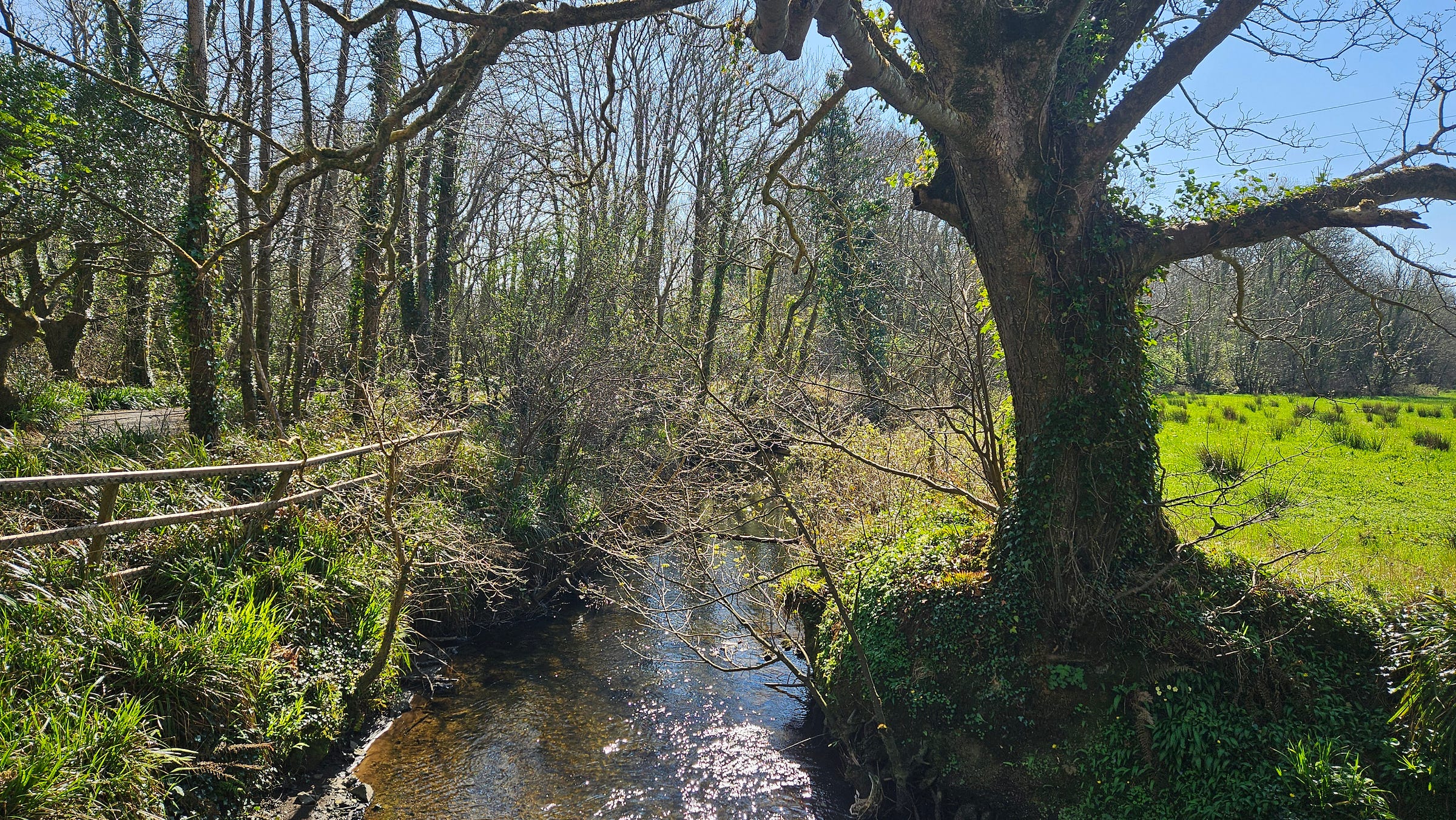 The River Lee forms a border along one side of Ballyseedy Woods.