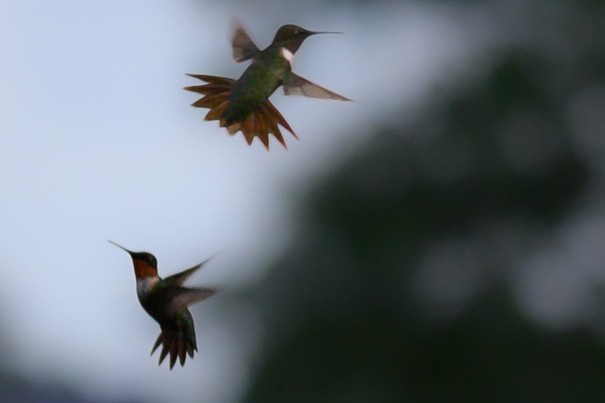 Two Ruby-throated Hummingbirds in flight against a blurred background. The upper bird is facing right, and the lower bird is facing left.