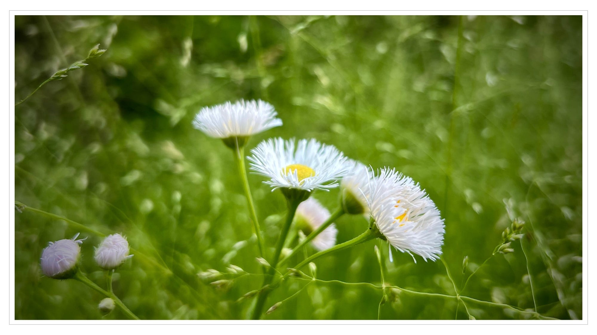 white wildflowers in foreground, grasses in background, shallow depth of field