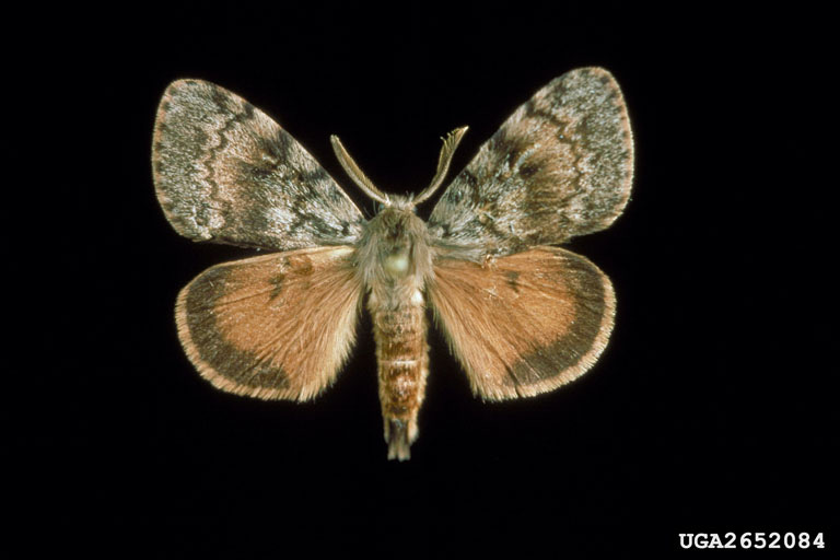 gypsy moth, Lymantria dispar (Lepidoptera: Erebidae) - 2652084