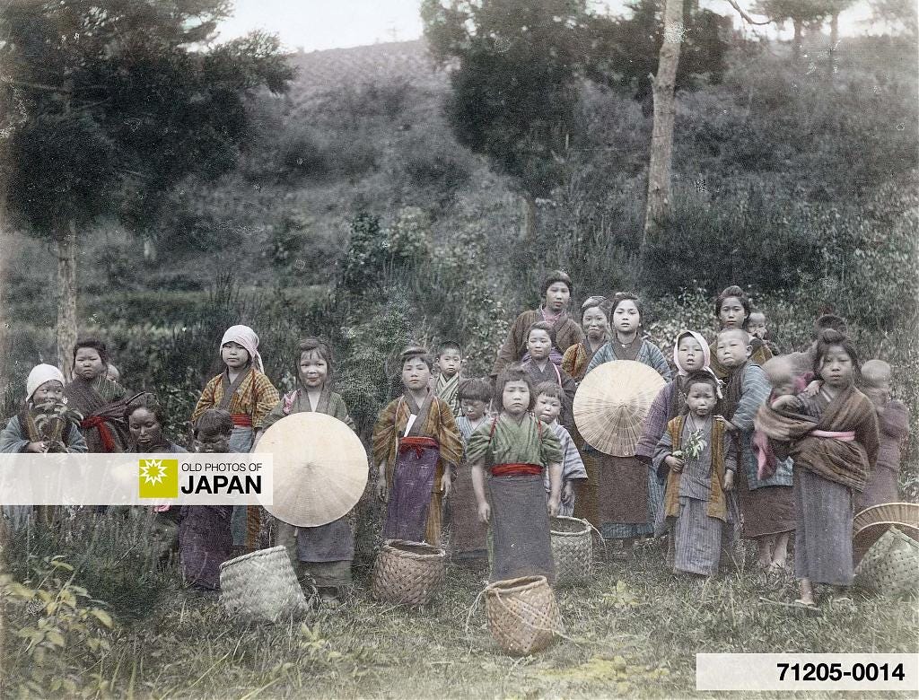 A group of Japanese tea pickers, almost all children, ca. 1890s