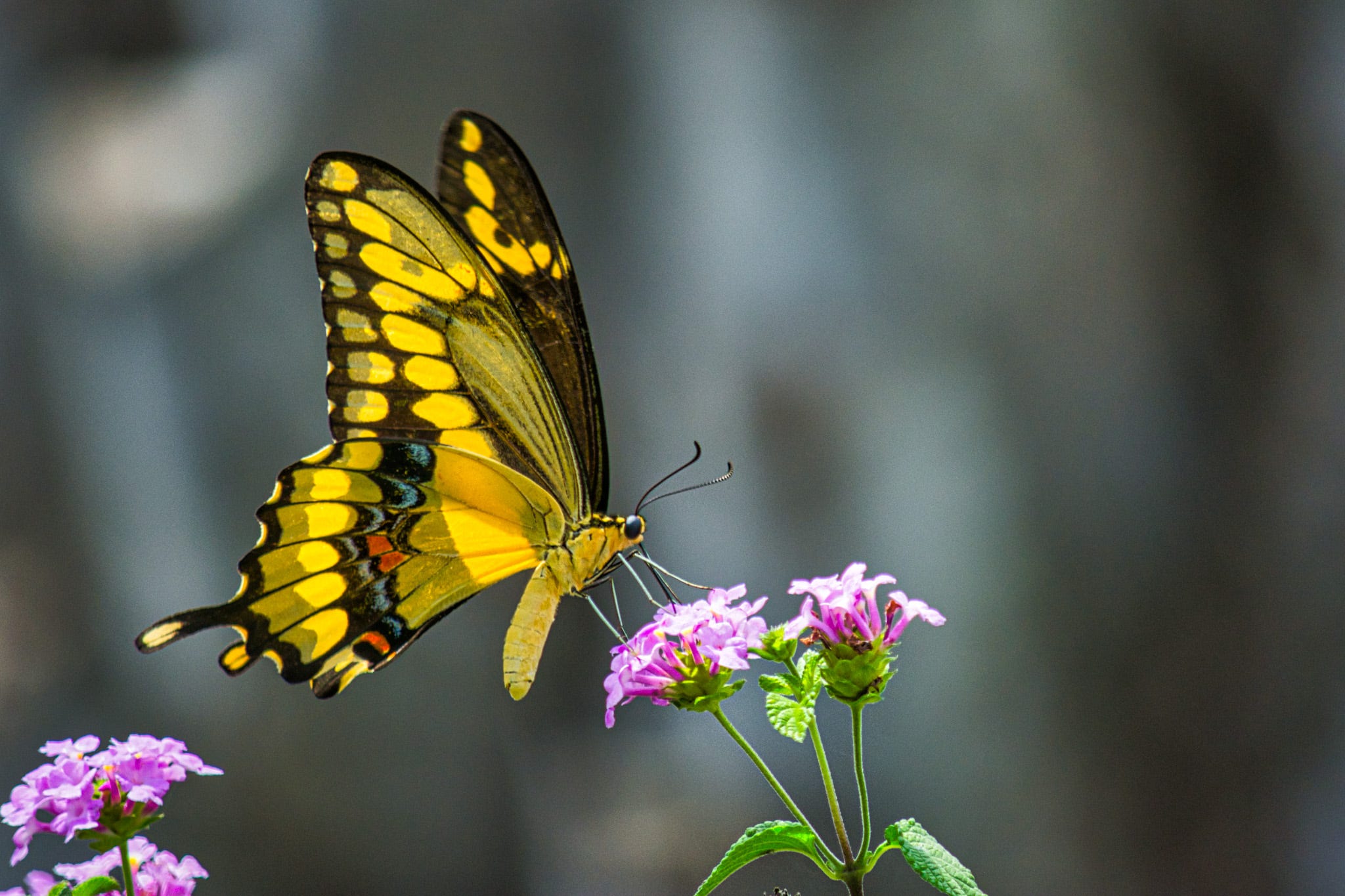 A Swallowtail Butterfly on purple lantana blooms against a blurred background