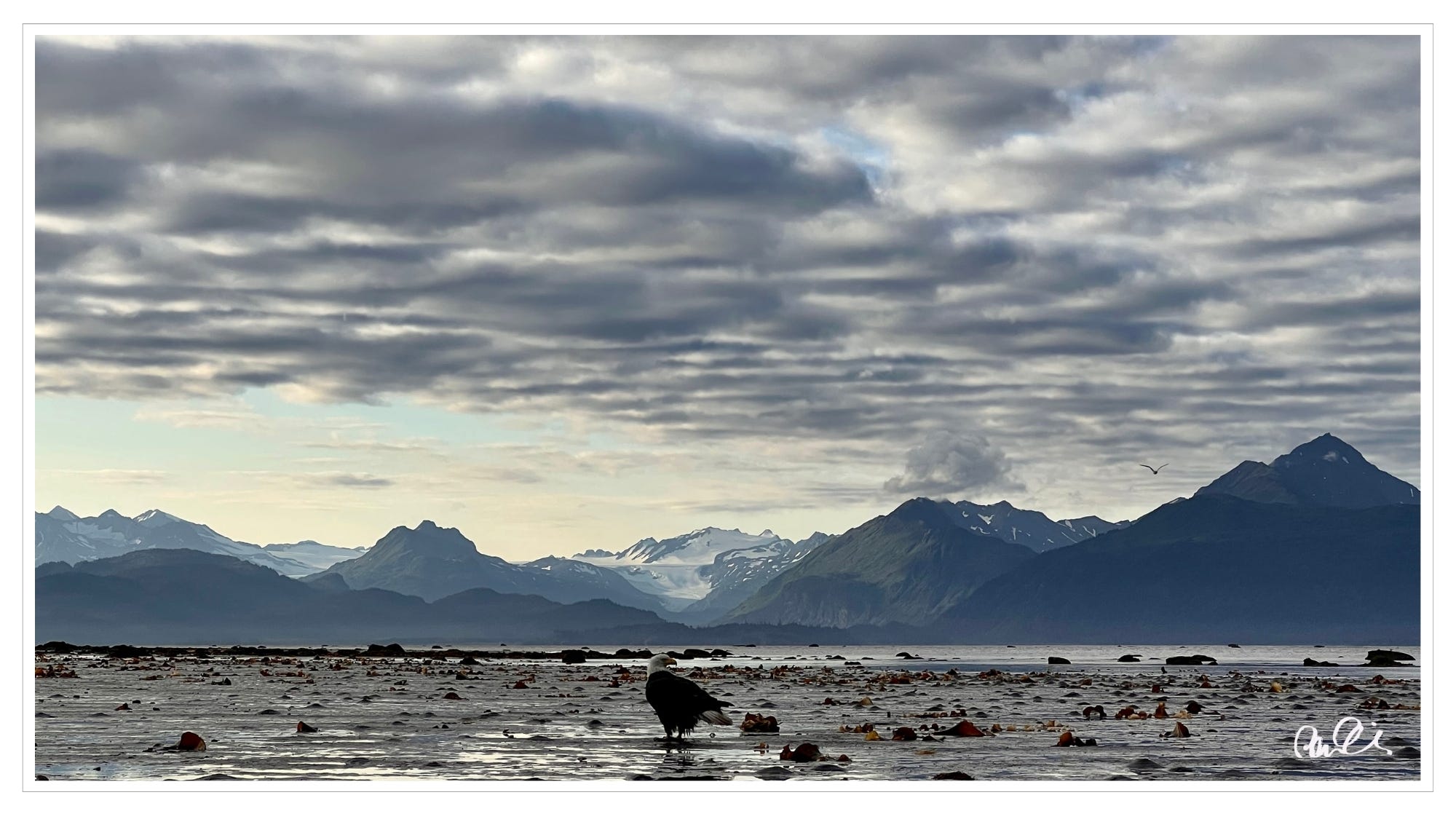 Bald Eagle on surf, glaciers in distance; Homer, Alaska