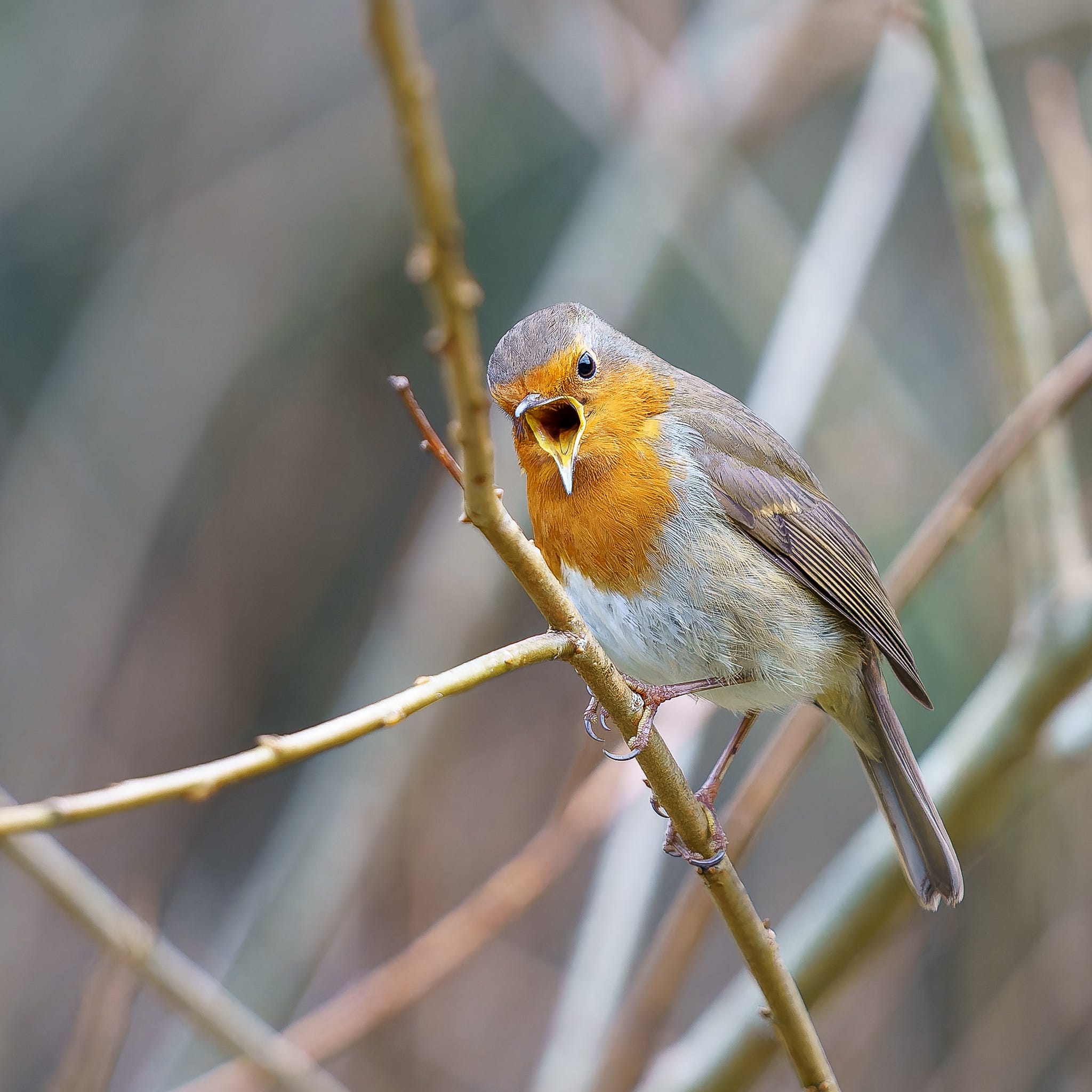 Photo of a robin singing taken by Gerhard Sommer