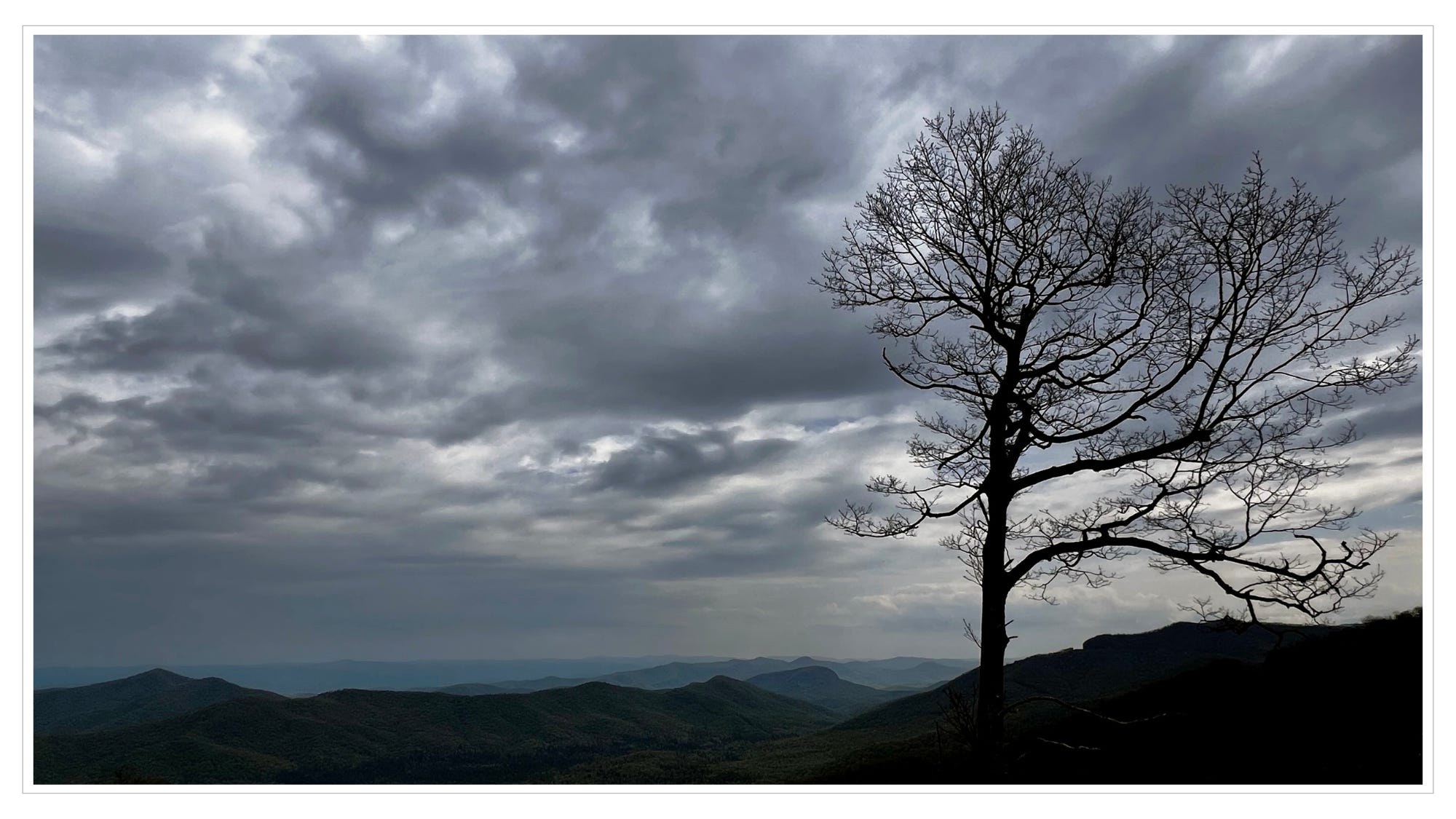 ridgetop tree towering over others, just barely budding, limbs outstretched toward dense clouds, dusk; mountain ridges in the distance