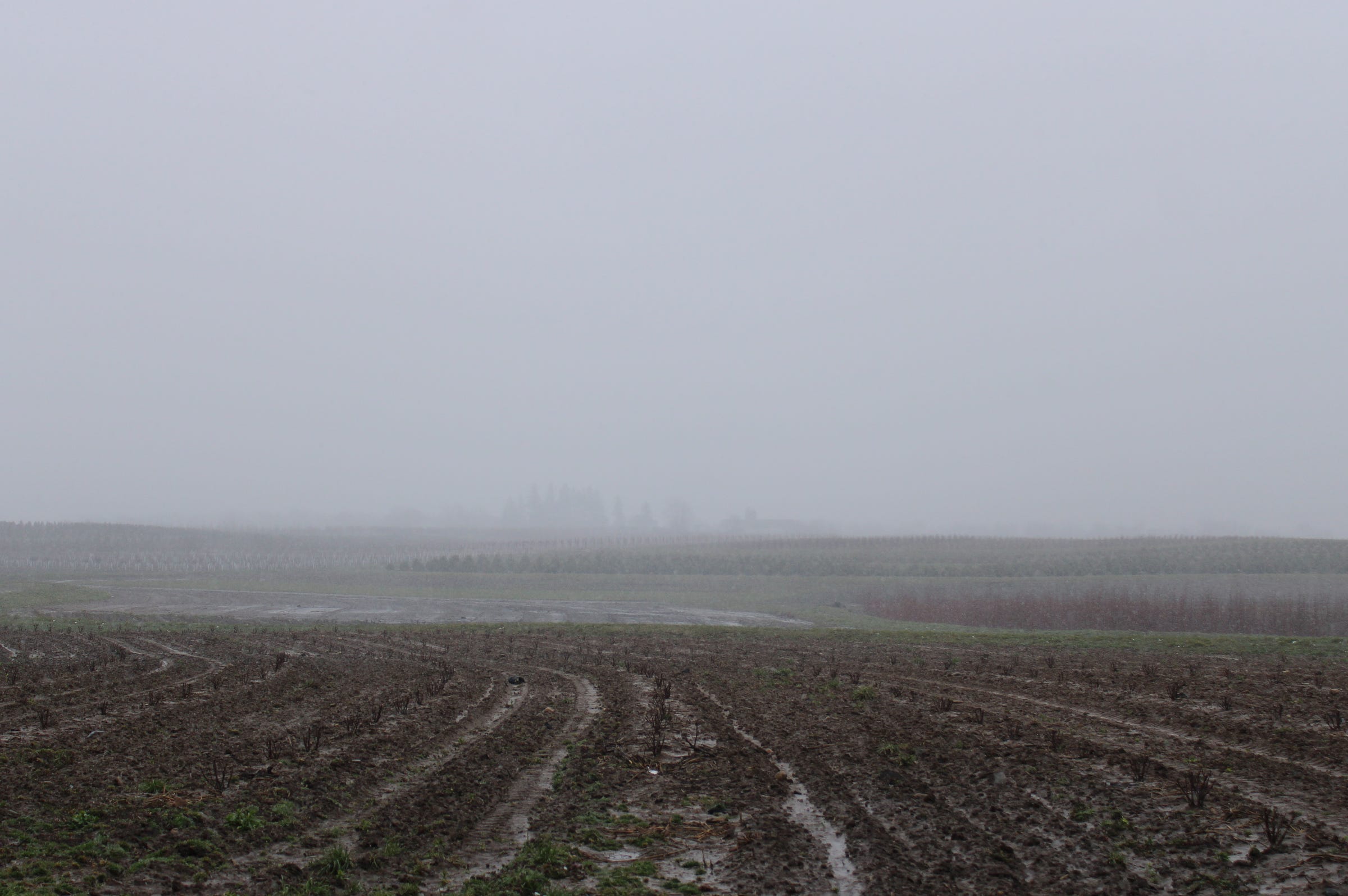 a photograph of a foggy field. in the foreground you can see the furrows in the field where water collects and is muddy from recent rain. in the midground are tall red stick plants. in the background are some hazy trees in the morning mist, barely viewable from this distance.