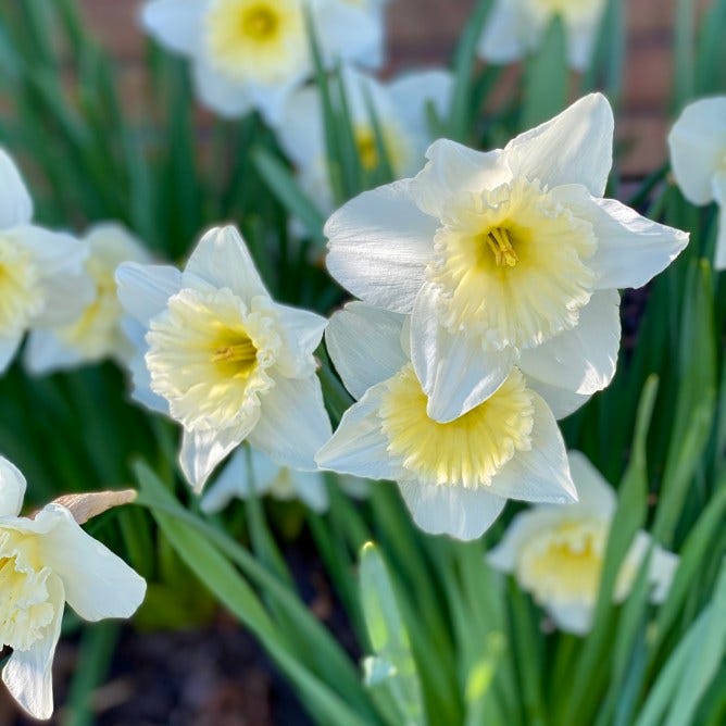 white daffodils yellow centers