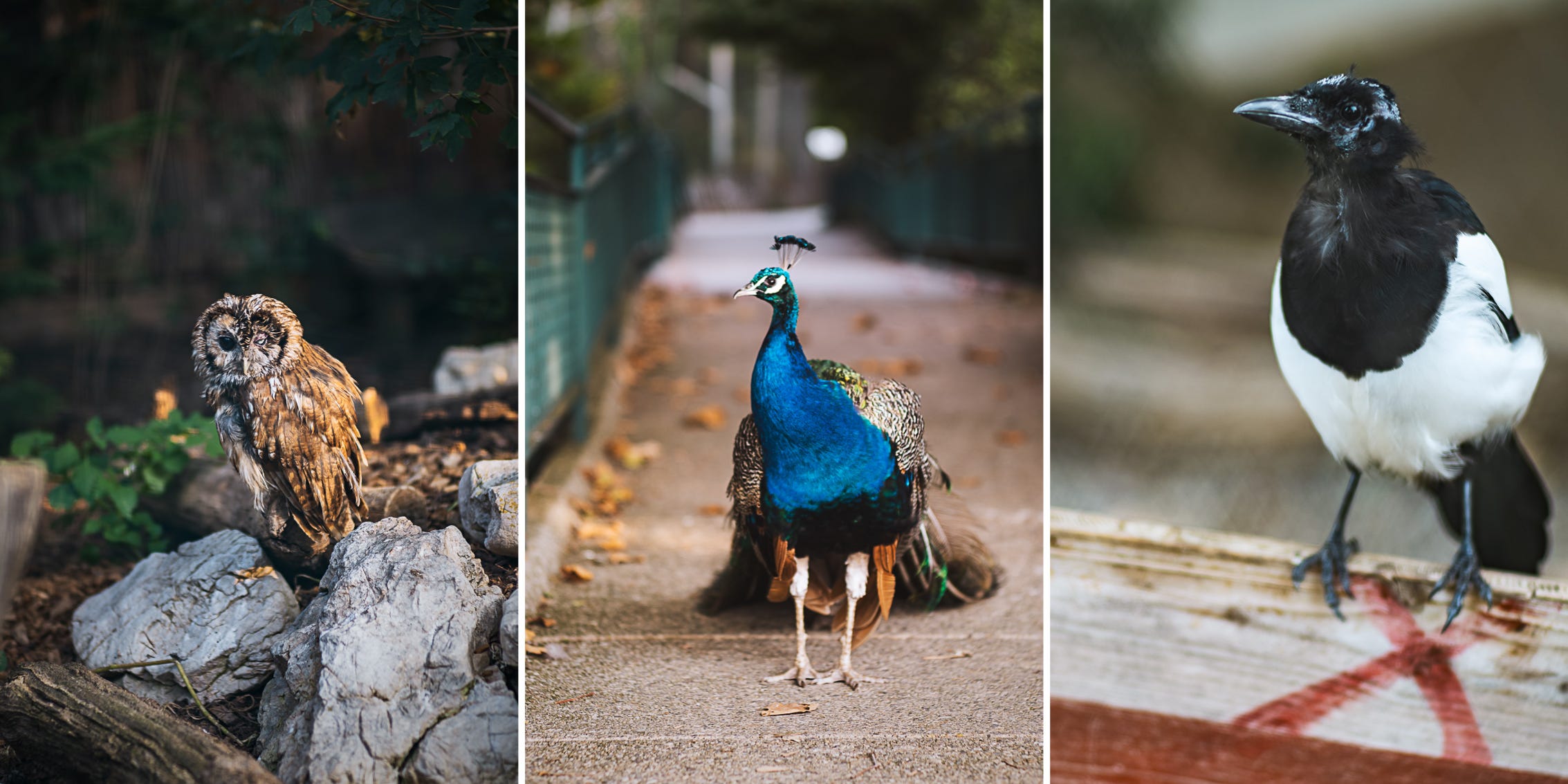 Birds inside the animal park. One-eyed owl. Peacock. Mischievous magpie. All 1/100, f/2, ISO 160, 90mm 