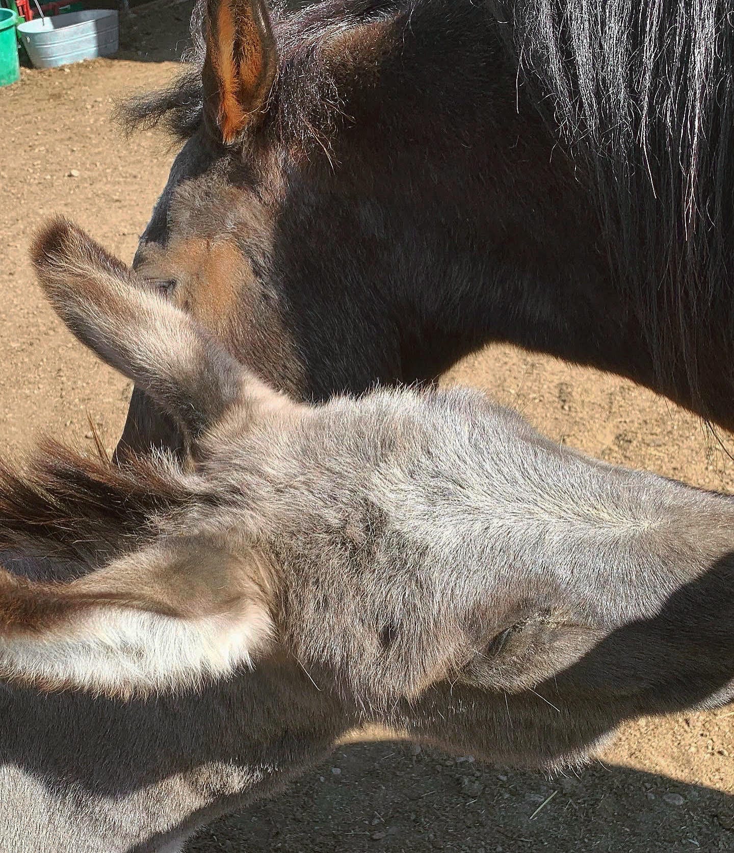 a horse and a mule touching noses