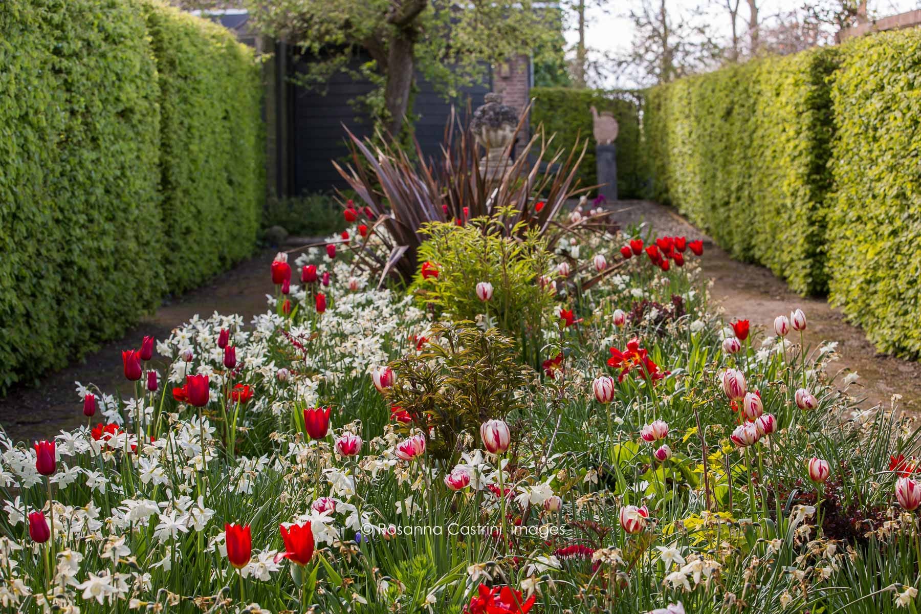 Tulipani rossi e narcisi in una grande aiuola circondata da siepi