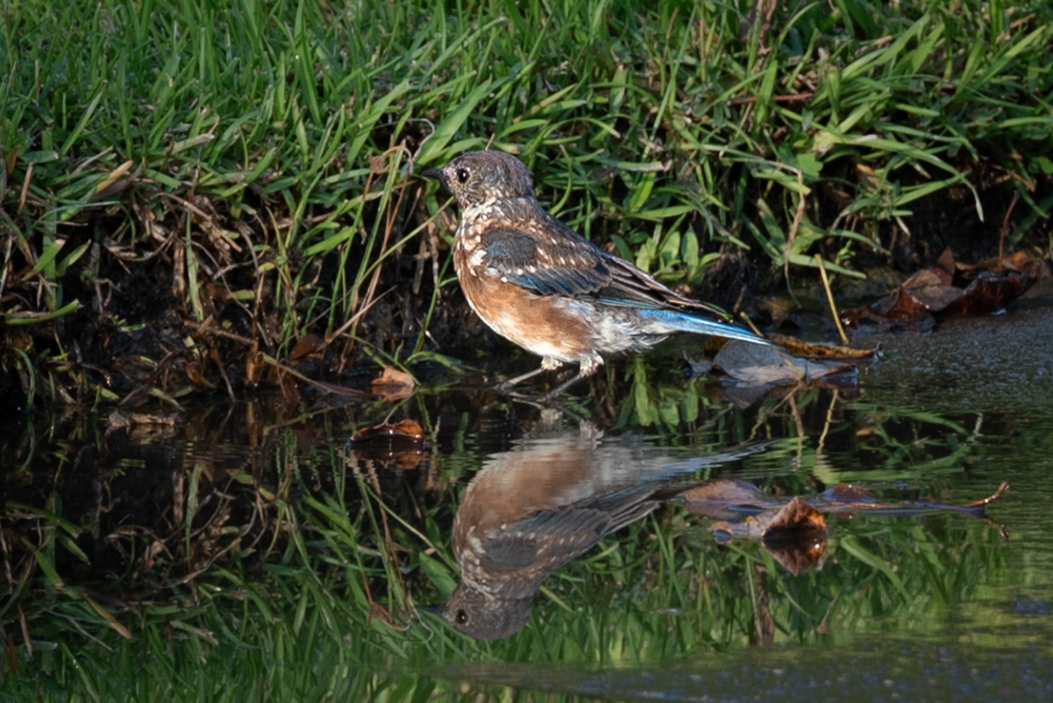 A Bluebird standing in a puddle on the drive facing the grass at the edge with his reflection in the water