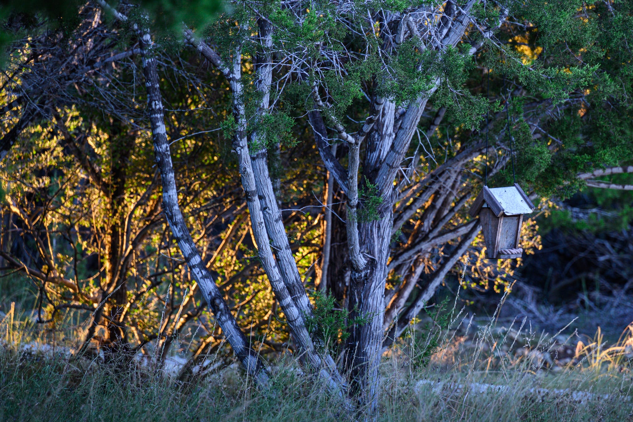 Cedar trees with a wooden bird feeder hanging from a limb. the morning sun is shining through the trees