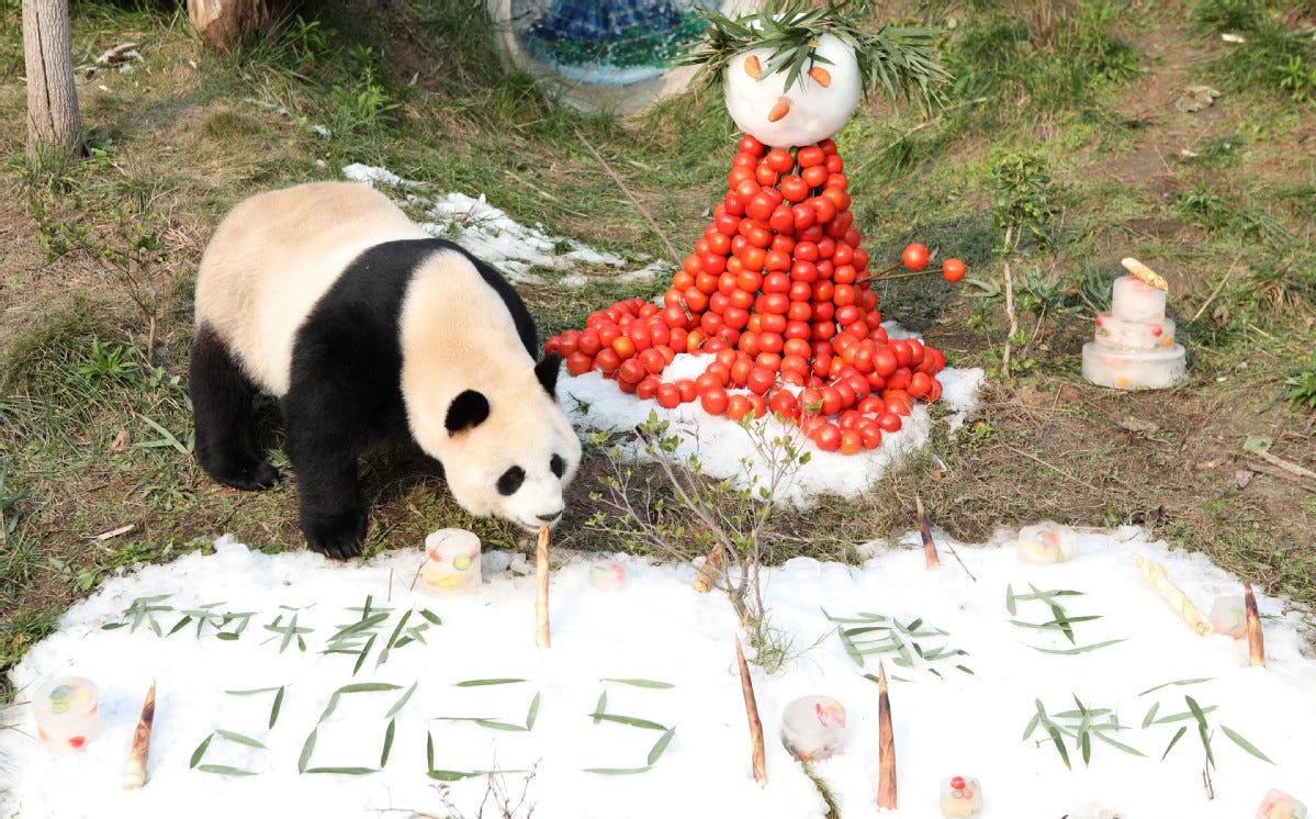 A giant panda celebrates the New Year with frozen fruits, artificial snow, and a snowman made of apples.