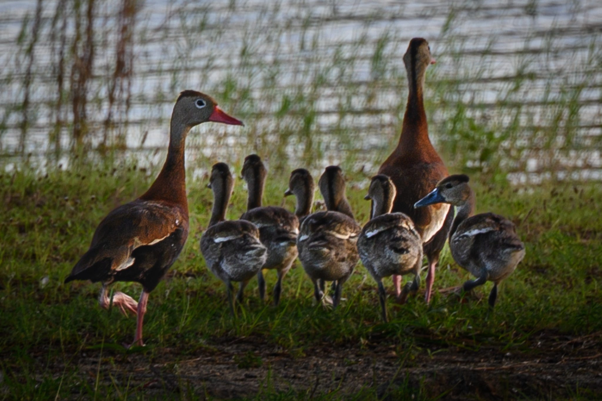 Whistler duck parent with six ducklings following one parent and the second keeping a careful watch on the brood