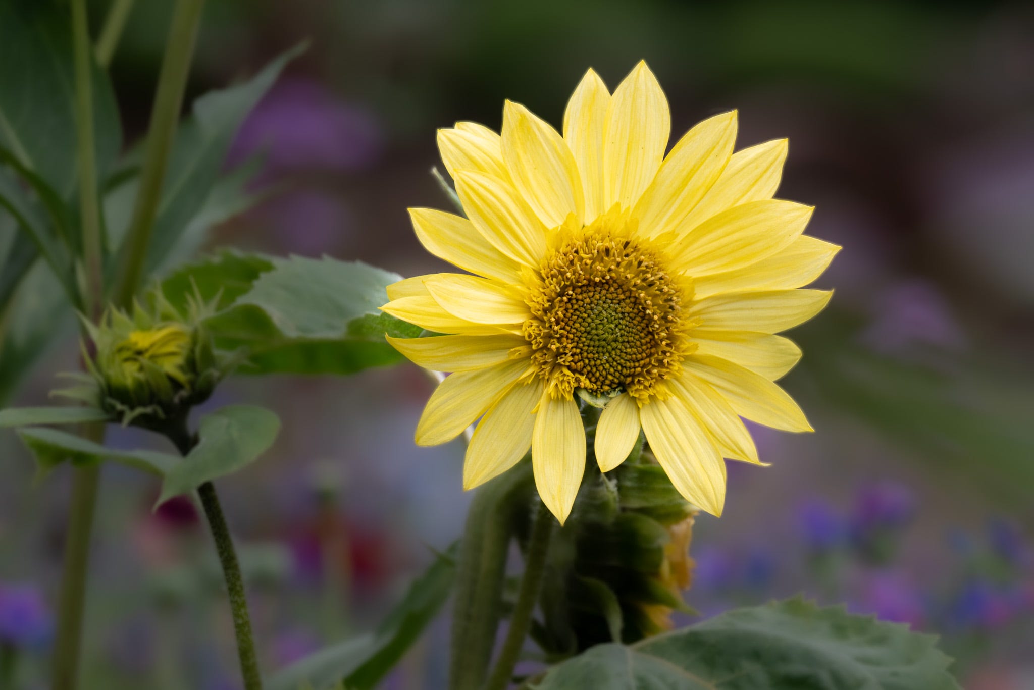 A single yellow sunflower with a yellow middle with a blurred background of the field