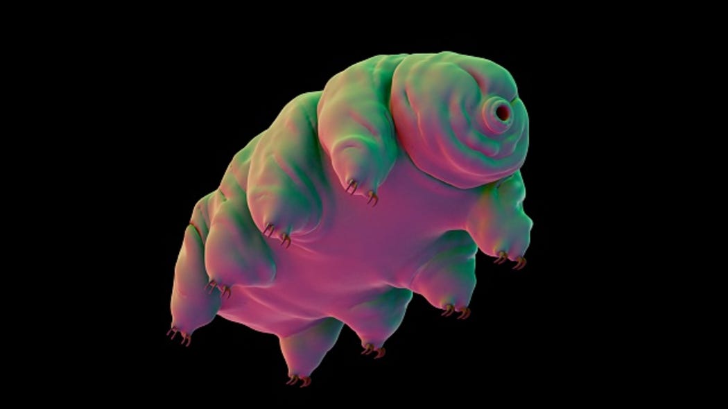 Come i simpatici tardigradi hanno conquistato la Luna - Wired
