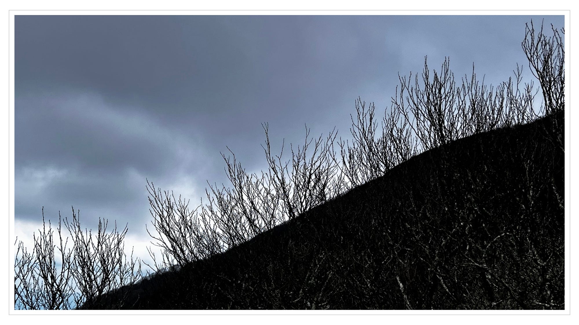 high elevation moutain ridge not yet budding, limbs of low growing bush reaching toward dark grey sky